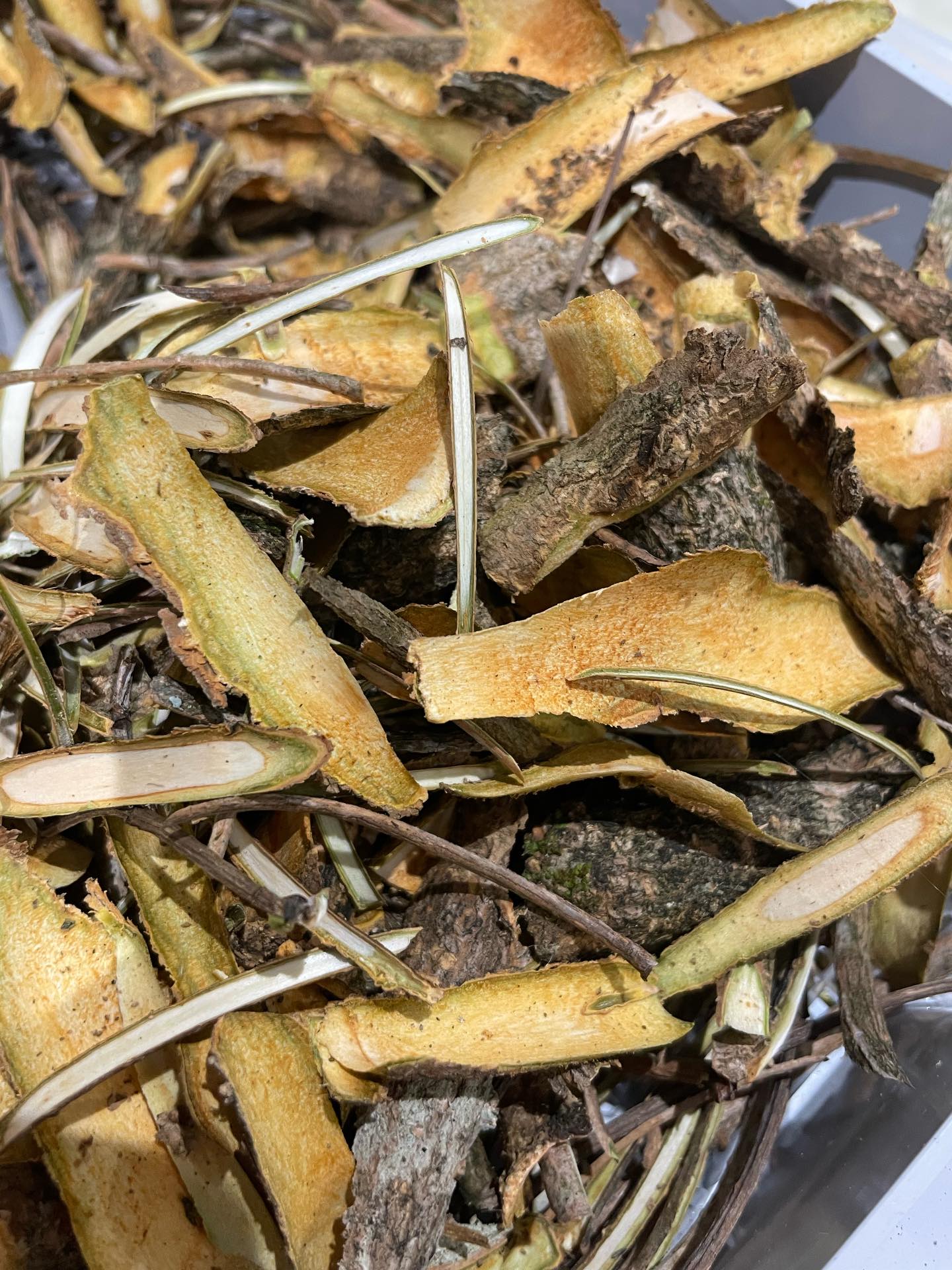 Tree medicine 🌸
This week we have been making Guelder Rose, aka Cramp bark decocted tincture (Viburnum opulus).
Usually I strip the bark from younger straight branches in late winter/early spring and make a decocted tincture with these.
In October, the Morvern peninsula was hit hard by storm Amy which took out a big limb of my Guelder rose that was planted here about 14 or 15 years ago, so over the winter, my devoted apprentice @breadandrosesoutdoors has been diligently stripping the bark from what came down. And, apparently she isn’t out off and still wants to do another season with me 🙌😆
Looks like murky water but this tincture is one of my stoles in the dispensary and will be used for my patients as part of bespoke herbal mixes for treating muscular cramps, period pain, tension, stress and high blood pressure among other things.
.
.
.
.
.
.
#guelderrose #medicalherbalist #herbalmedicine #herbalmedicinemaking #scotlandswildmedicine