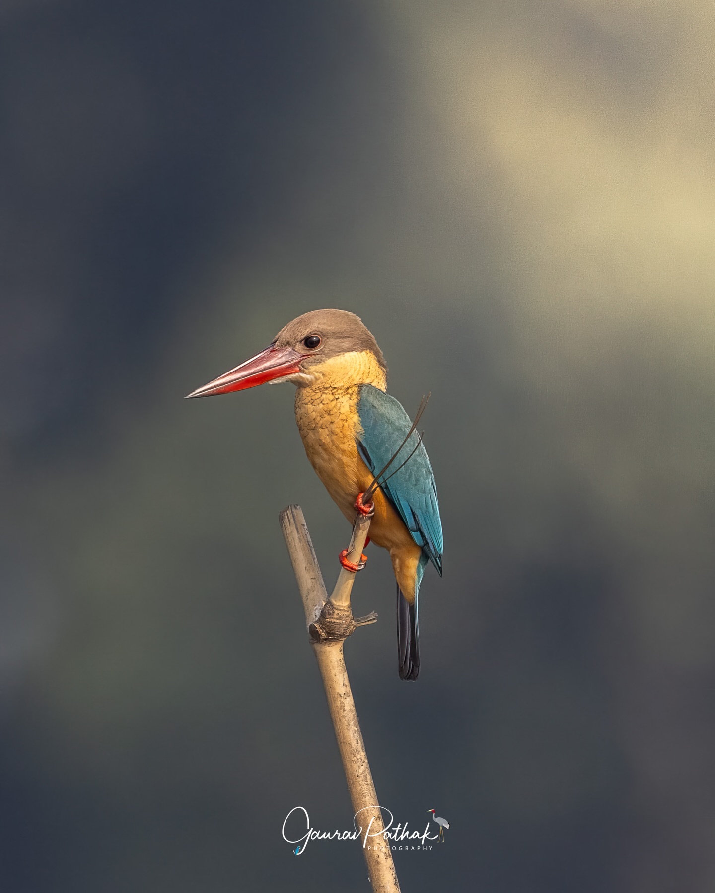 Stork-billed Kingfisher (Pelargopsis capensis) – Oversized bill, oversized presence. This is the heavyweight of the kingfisher world, and it carries that massive red bill like a badge of authority. Perched quietly near water, it may look calm, but it’s capable of taking far more than just fish - crabs, frogs, even small reptiles aren’t off the table. Loud, bold, and impossible to ignore once it calls, the stork-billed kingfisher turns any riverside into its stage.
.
Location - Purbasthali
Shot on Canon R5
Canon RF600mm F4 L IS USM
ISO 640
f/4.5
1/4000s
.
#KingfisherCountry #RiverbankRoyalty #BigBillEnergy #wetlandwild #canonasia