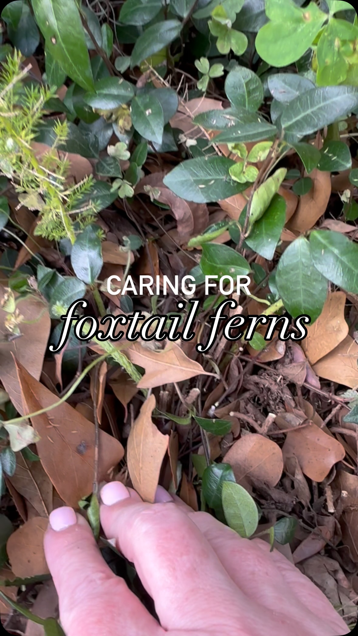 If your foxtail fern is looking brown and rough after winter, don’t panic- it probably just needs a good trim. 🌿
Here in North Florida (Zone 9A), my Foxtail Fern always looks a little tired by the end of winter. The best thing you can do this time of year is prune away the dead fronds so the plant can focus on new spring growth.
✂️ Cut back any brown or crispy stems at the base
🌱 Leave any green stems- they’re still alive
☀️ Give it time and you’ll start seeing fresh bright green fronds pop up
This simple bit of foxtail fern care helps the plant grow fuller and healthier going into spring.
Saving this for later will make spring garden cleanup so much easier!
Do you have foxtail ferns in your yard? Tell me in the comments- I love seeing how people grow them in Florida. 💚
#foxtailfern #floridagardening #zone9gardening #southerngardening #homegardentips