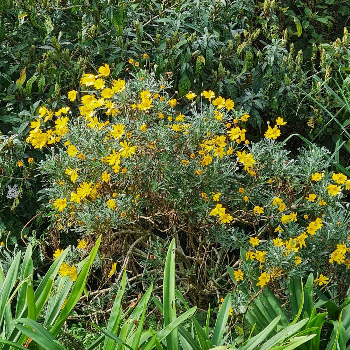It was cold this morning. Unusual for KZN where winter temperatures are mild. I noticed throughout the morning that every time I looked out of one of my windows, I was greeted by a wonderful, warm yellow, specifically the beautiful indigenous Euryops pectinatus that flowers all year!
I popped outside to take a few photos, only to find even more yellow - Bulbine natalensis and the yellow-flowering Tecomaria capensis (Cape honeysuckle) - such a delight!
Getting back to the Euryops, this shrub hails from the Western Cape but it seems to perform well in most parts of the country. In warm areas, it can reach about 1,2 m in height with an equal width. It has bright-yellow daisy flowers set against blue-green foliage.
Currently the Euryops has the seasonal support of the orange and red-orange aloes, and, in my garden, another shrub that flowers almost year round, the gorgeous, mauve Polygala myrtifolia. But, even as a loner, Euryops pectinatus is a showstopper throughout the year. Water it occasionally during the winter months and, if it needs to be tidied, give it a light prune in spring.
Working with Colour - One way to play with colour in an existing garden is to weave the colour throughout the beds so that it forces the eye to travel across the space.
In an established garden, when a brightly-coloured plant is in flower, note whether you enjoy it as a single specimen or whether you prefer to use more of the same colour across the site.
Depending on the plant's sun/shade requirements, you can then identify other areas in the garden where you can repeat either the same plant or the same colour, so that it causes the eye to travel across the space.
This is just one solution to a garden where lots of impulse buying and planting has happened (haven't we all done that!) over the years and you now want to start making some sense of your plant collection. :-)
If you are tired or frustrated with your plant combinations and would like to gain some inspiration and direction, why not enrol in our fabulous Essential Steps to Clever Plant Choices. Contact me at info@schoolofgardendesign.com for details.
#euryopspectinatus #theschoolofgardendesign
