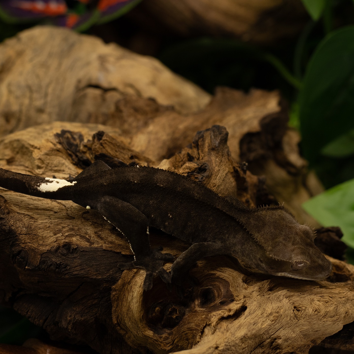 AX magic 🖤
Axanthic cresties are on another level.
What Ax projects are you working on? 👀
Drop a 🖤 if you’re an AX fan.
BonXTaz
#crestedgecko #crestedgeckos #geckos #gecko #reptile #reptiles #KVGeckos #AxanthicMorph #GeckoProjects #CrestedGeckoLove