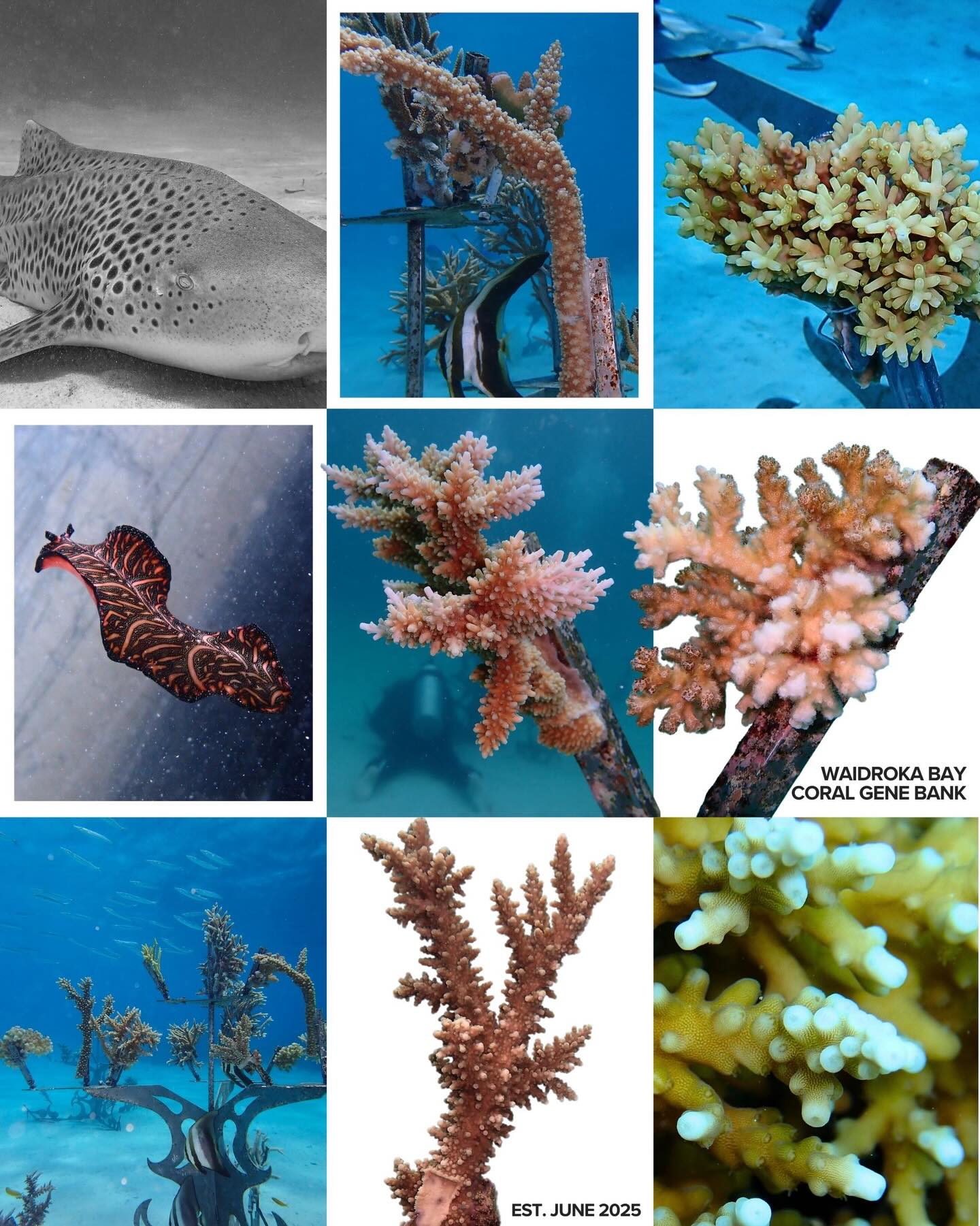 Almost one year of coral at @waidrokabayresort 🤭
Tucked into the bay is our smaller but no less mighty Gene Bank, three modules housing some incredibly resilient parent corals. We’ve had algae blooms, hot seas, storms, all of it. Through it all, Waidroka stays vibrant, and teeming with life.
Thank you for the people keeping it that way! @vildehanseen @ryansmithmsdt @jay_ayliffe @frizy_dizzy @waidrokabayresort