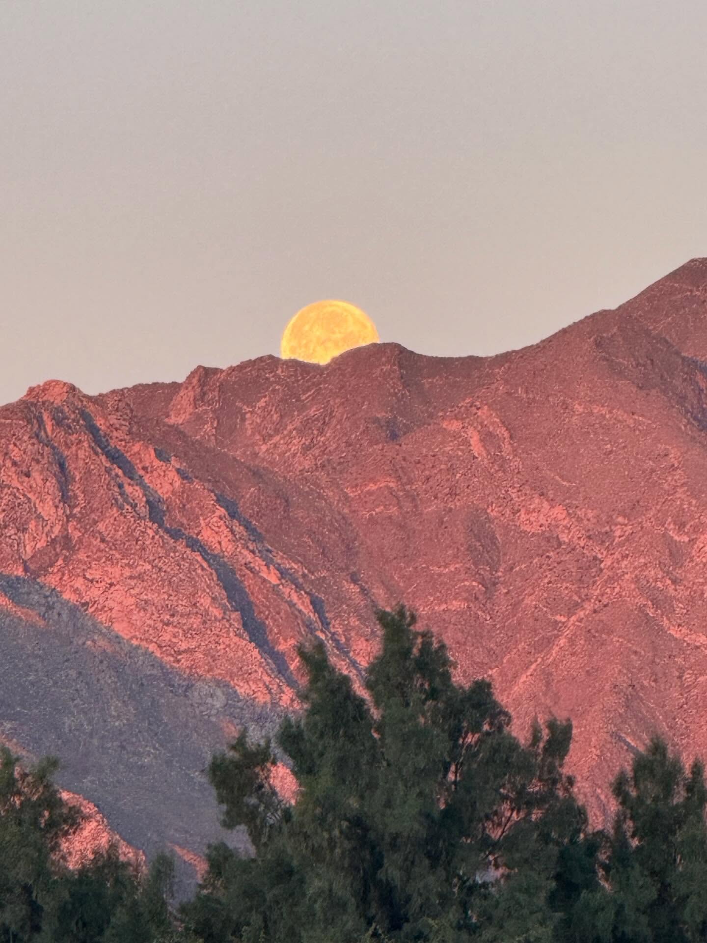 Observation
This morning the Worm Moon — one night past full — lowered itself behind the Borrego ridgeline.
A waning gibbous, still nearly whole.
Gold in the desert air.
Moments like this were the classroom of
Alexander von Humboldt.
In “The Invention of Nature”, Humboldt is described standing for hours simply watching — light across mountains, clouds gathering in bands, plants changing with elevation.
He understood something radical for his time:
Nature is not a collection of parts.
It is a conversation.
Plants read the sky.
They measure light with leaf and stem.
They follow photoperiod with quiet precision.
They wake, bloom, and rest according to celestial clocks far older than we are.
What looks like a beautiful moonset
is also biological instruction.
Roots sensing temperature.
Buds measuring daylight.
Growth preparing long before we notice.
Humboldt called it the web of life.
At the nursery, we practice the same first step he did:
Pay attention.
Because good growing begins with observation.
Rooted in attention.
Grown with intention.
Supplied as part of the web.
#AlexanderVonHumboldt #PlantObservation #DesertEcology #RoadrunnerTreeFarm #CasaDelZorroNursery