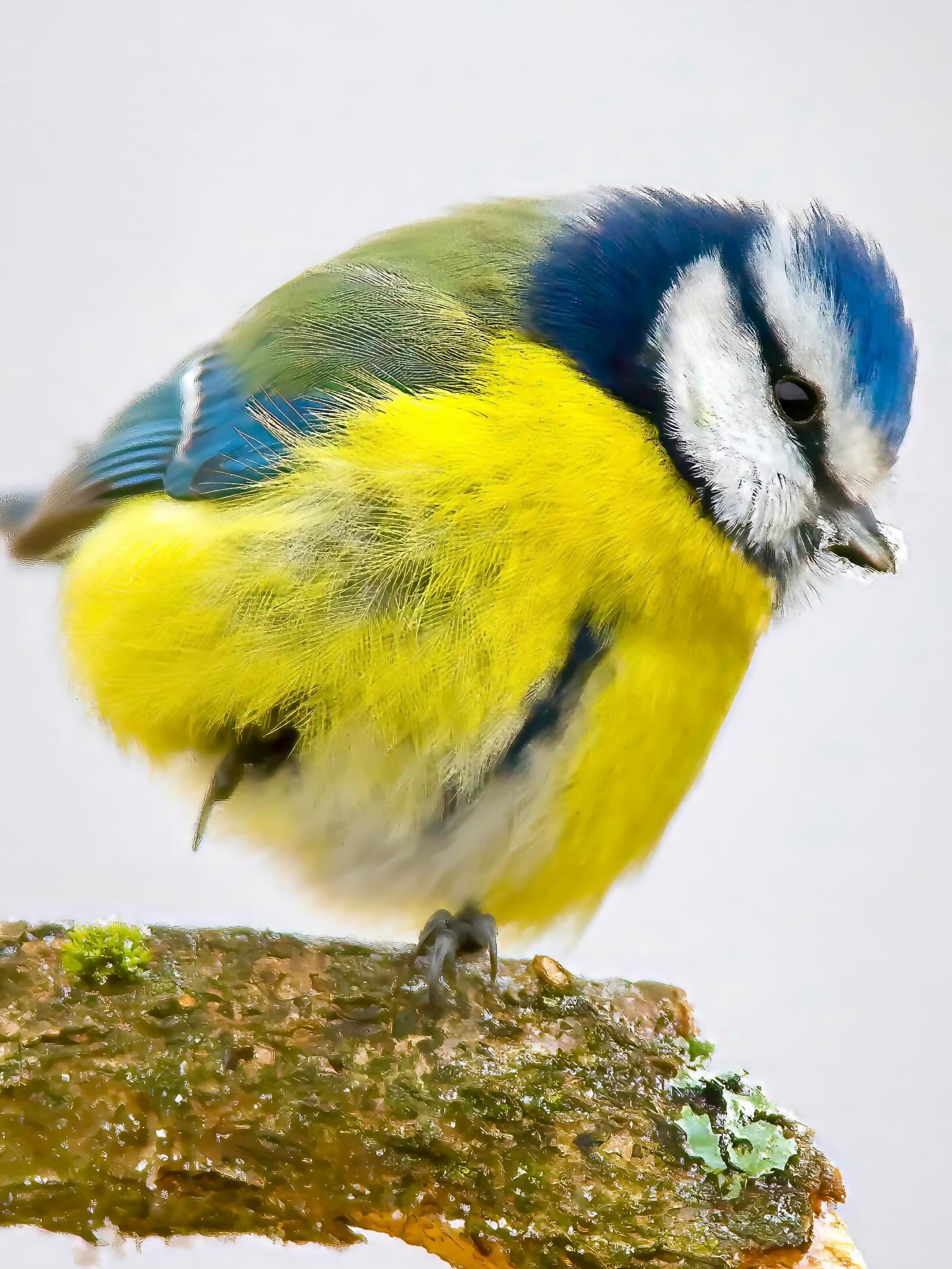 Mit meiner tanzenden Blaumeise wünsche ich allen ein schönes und sonniges Wochenende.
Vorfrühling flüstert noch mit kaltem Atem,
doch zwischen knospigen Zweigen
zündet eine Blaumeise
ihr kleines Tanzfeuer.
Mit himmelblauer Stirn
und zitronenhellem Herzen
hüpft sie den Frost aus den Ästen,
Takt für Takt.
Die Welt taut nicht durch Sonne,
sondern durch ihr Flattern. 🐦🌱