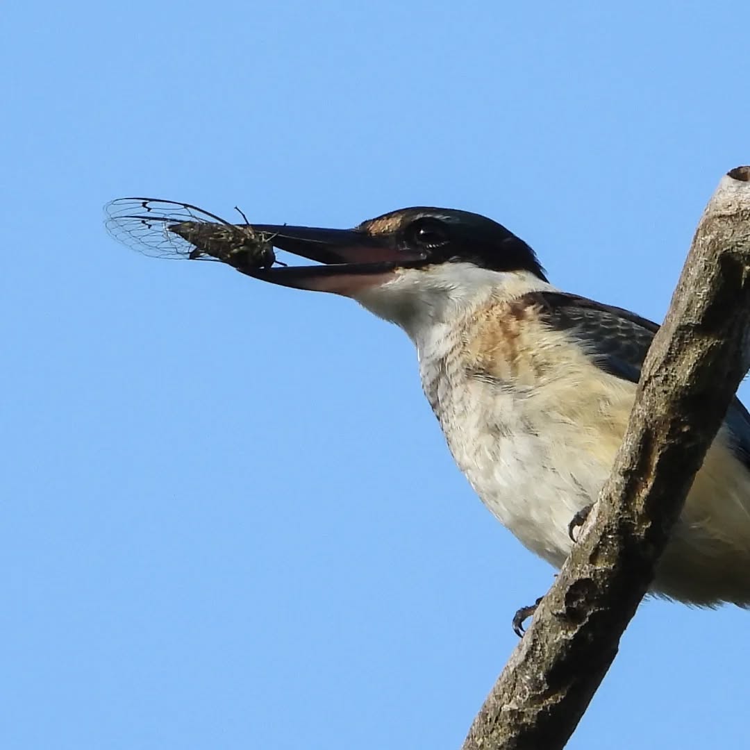 Cicadas are the seasonal feature on the birdy menu at the moment.
#Karameakotare #kotare #choruscicada