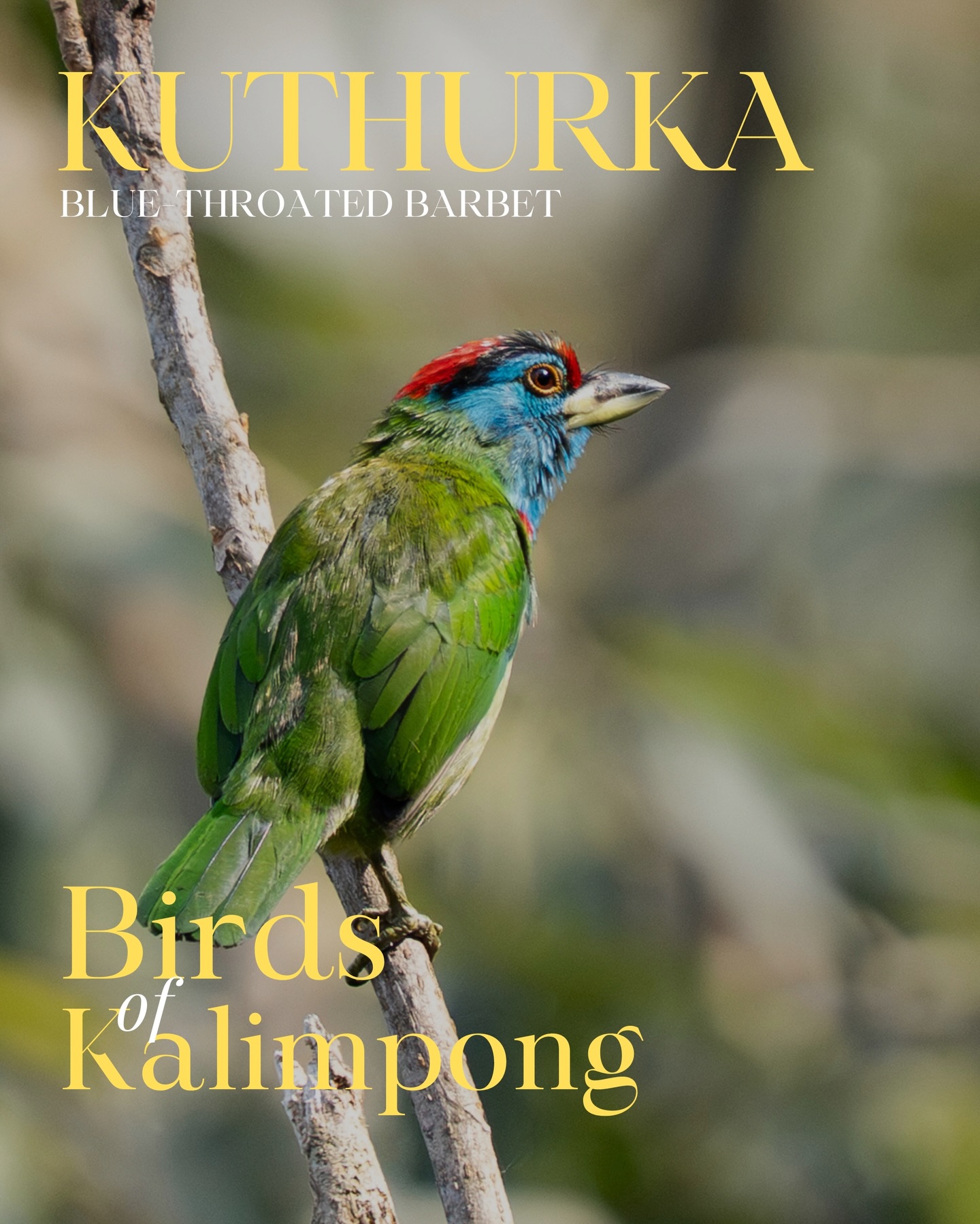 On the occasion of World Wildlife Day, we’re adding to our growing list of Kalimpong’s feathered wonders where every bird carries a story, and every story belongs to the hills. Meet KUTHURKA, aka the Blue-Throated Barbet.
Known for its repetitive, ringing call often described as “kuthur-kuthur” this bird earns its affectionate local name from its sound. A patient, persistent rhythm echoes through misty valleys and leafy gardens. It doesn’t rush. It doesn’t compete. It simply keeps time with the mountains.
Dressed in bright green with a bold blue throat and splashes of red and yellow, it looks like a little burst of celebration against the forest canopy. Beyond the colour and call, it has a quiet purpose moving between fruiting trees, feasting on figs, and helping grow tomorrow’s forests with every seed it disperses.
It even carves out its own nesting space in tree trunks- a skilled builder, a steady singer, a constant presence.
In Kalimpong, this bird is more than a sighting. It is part of the morning soundtrack, part of everyday life in the Eastern Himalayas.
This World Wildlife Day, pause and listen to the kuthur-kuthur in the trees and remember, the wild is never far away.