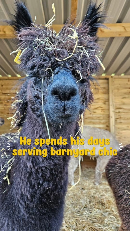Ralph the boss of the barn 🦙
#wiltshirealpacas #alpacasofinstagram #mullet #barnyardchic #alpacaexperience