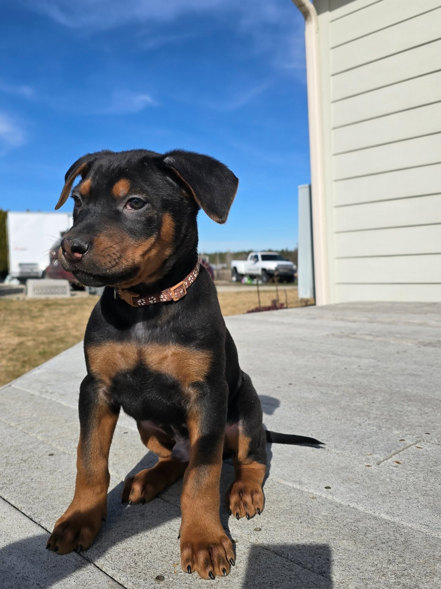 NYE Boys
8 week photos
-
Laizhou hong chinese red dog
-
Nothing for sale, DM to inquire about the breed!
-
dutch shepherd sighthound #rarebreed #protectiondog #chinesereddog beauceron schutzhund protection dog psa german shepherd guard dog trainer preservation chinese red dog #dobie