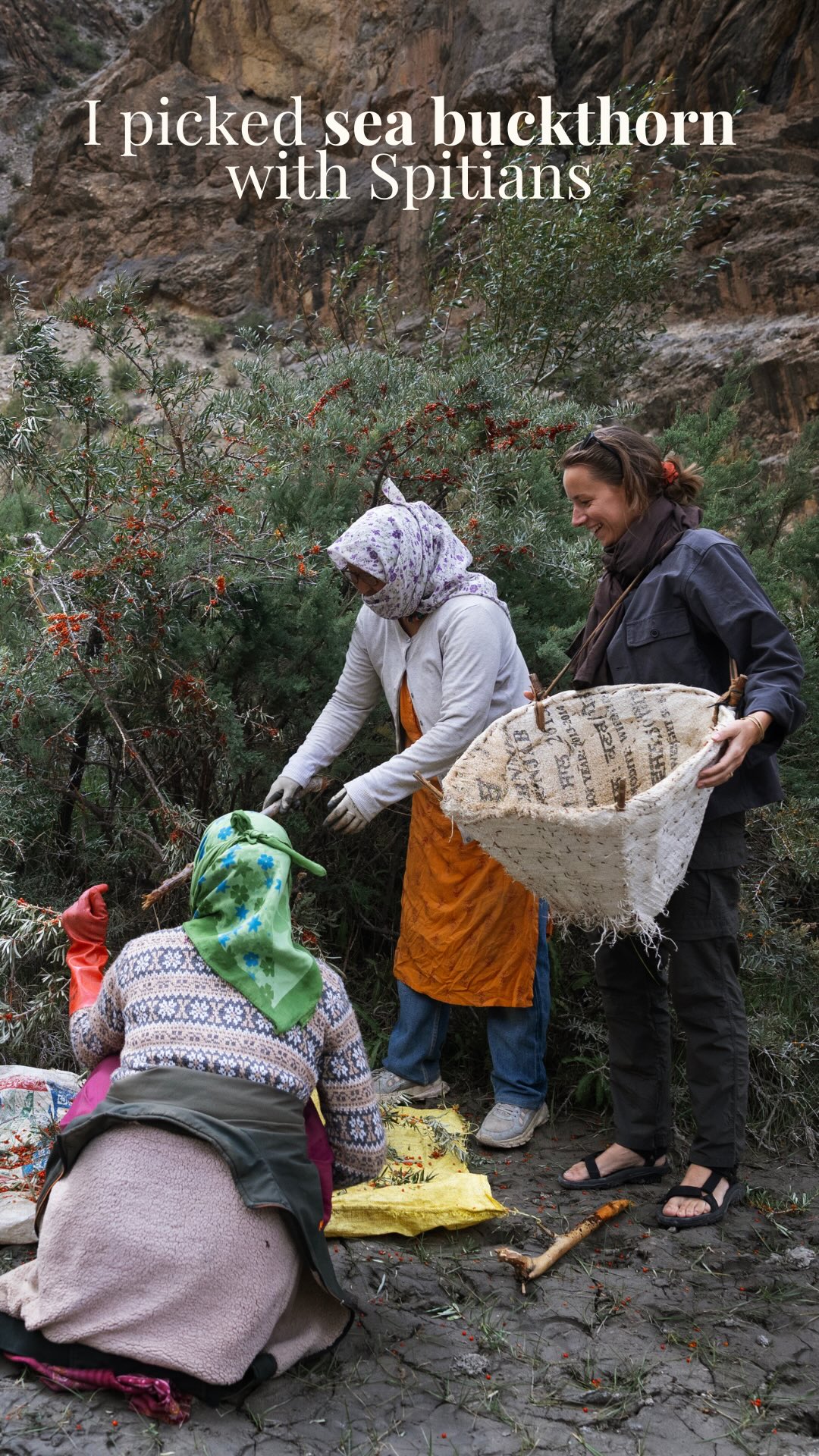 Connaissez-vous l’argousier ? 🌿
À 3800m d’altitude, on m’a conseillé son fameux thé pour m’aider à m’acclimater à l’altitude. Mais derrière cette boisson réconfortante se cache tout un savoir-faire local.
Au bord d’une rivière, nous avons eu la chance de rencontrer Padma, Dolma et Lobzong, en pleine récolte. Un travail exigeant, fait de gestes précis et de traditions transmises.
Nous nous sommes joint à eux pour en savoir plus sur leur travail et sur les bienfaits de ces baies aux multiples vertus.
Une rencontre inattendue qui donne au voyage toute sa profondeur.
#karai #karaiinindia #karaiexpeditions #travelphotography #documentaryfilm #seabuckthorn #argousier