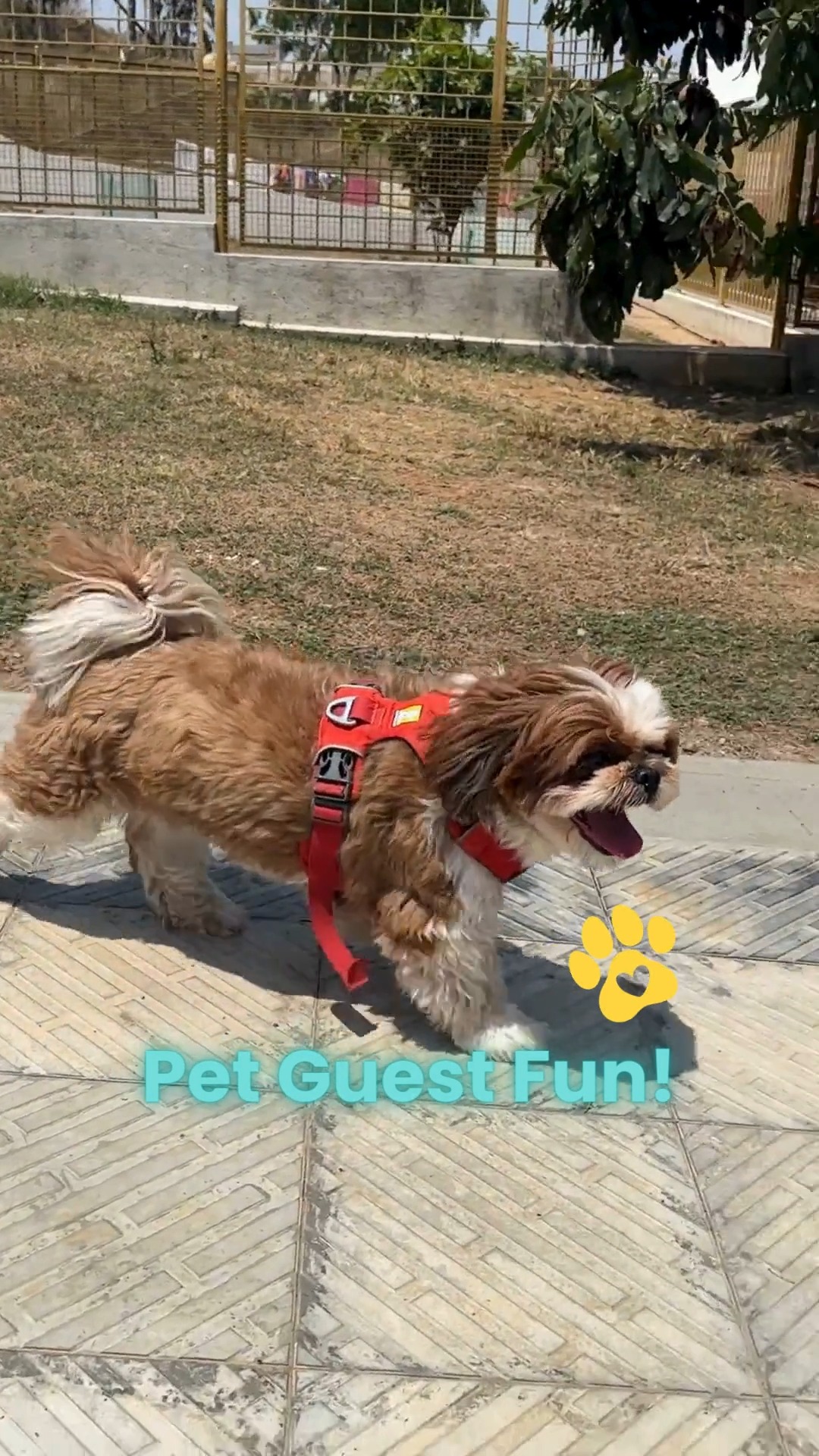 Meet this week’s bundles of joy at Cessna Pet Retreat! Our pawsome guest stole hearts with tail wags, cuddle sessions, and a whole lot of cuteness.
Want your pet to be next? Visit www.cessnapetretreat.com or call us on +91 7619 634627 to book their stay.
#cessnalifelineveterinaryhospital #cessnalifeline #pawsofgoodtimes #dogsofblr #catsofblr #petboardingbangalore #pawsomeguest #happyatcessna