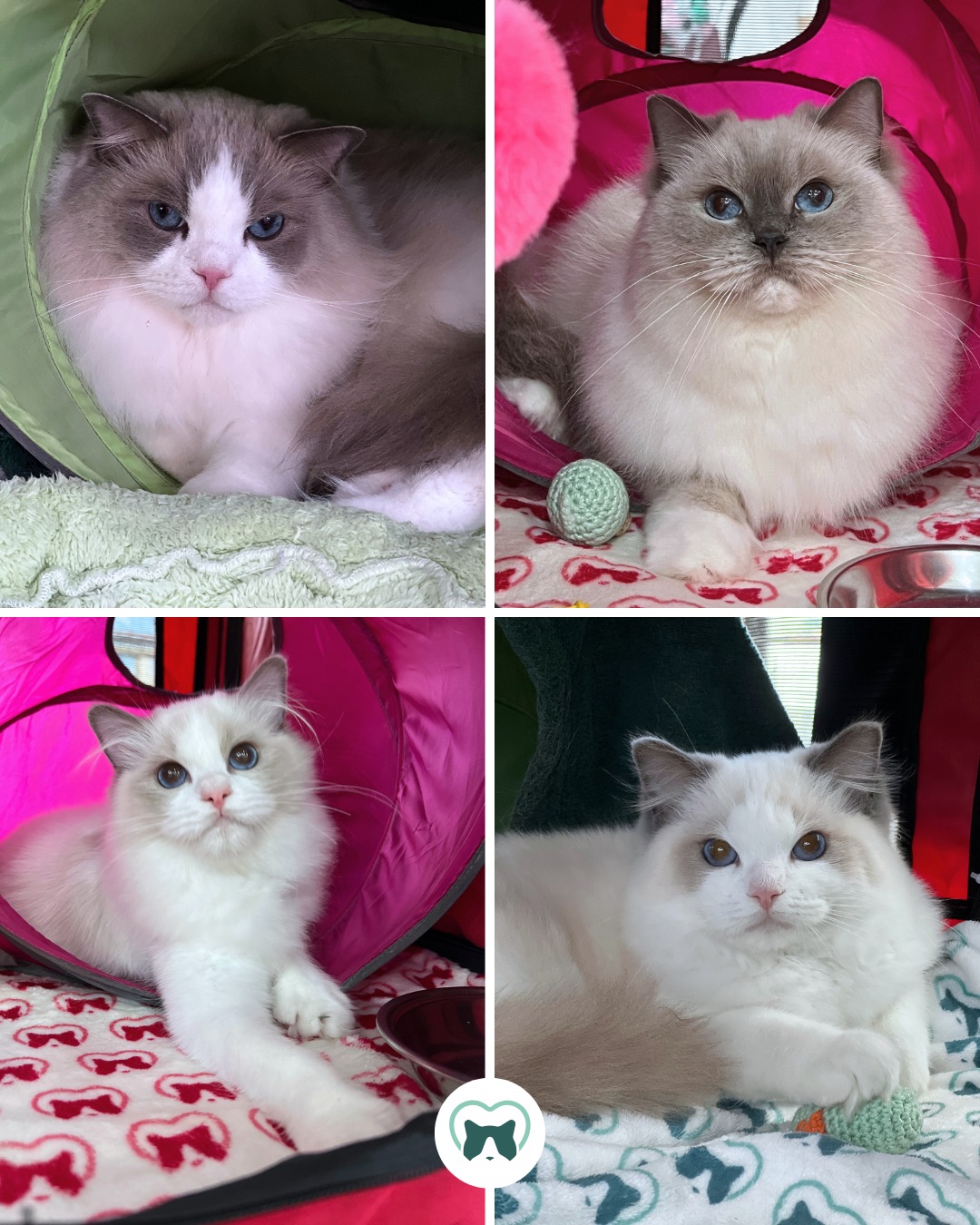 😻 No último final de semana participamos da primeira exposição FIFe do ano do clube Amacoon, que aconteceu em Santos – SP. 😻
Como sempre muito divertido, revendo os amigos e é sempre bom trocar experiências, aprender com os juízes e fazer novos amigos!
🐾 Agradecemos aos juízes que julgaram nossos gatos. Ficamos muito felizes pelas palavras e elogios durante o julgamento, em especial a nossa menina Zamora, que embora não tenha sido nomeada, foi muito elogiada. Isso reforça que estamos seguimos no caminho certo!
💚 E também aos queridos clientes que foram nos visitar pela companhia e torcida. Sem esquecer dos virtuais por aqui, pelo carinho e comentários.
👏🏻 Ao clube e organizadores da Amacoon pelo evento e a comemoração dos seus 20 anos de história.
✨RESULTADOS ✨:
🏆 BR* Blumenkatzen Arwen - 3x CAGPIB, 3x NOM e 2x BIS
🏆 BR* Blumenkatzen Royal - 3x HP, 3x NOM, 3x BIS unânime (tornando-se DSM - Distinguished Show Merit)
🏆 BR* Blumenkatzen Zamora - 3x CACC (tornando-se KCH - Kitten Champion), 1x BIV
🏆 BR* Ragburt Precious Romeow - 3x CACC (tornando-se KCH -Kitten Champion), 3x NOM
🥰 Estamos muito felizes e orgulhosos com nossos amados Ragdolls!
Confira algumas fotos, em breve as fotos oficiais.
Ragabraços e até a próxima! 💚
✅ Confira em nosso site a agenda completa de exposições deste ano.