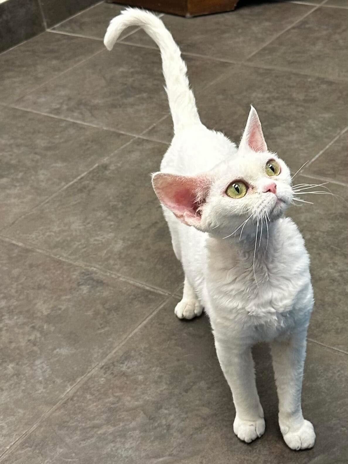 We have a couple announcements this week! First is for our sweet and reliable queen, Lotus. She is retiring!
We’ve made a write up about her on our website but she is open ONLY to those who submitted an application for a retired adult in 2025 first. If that’s you, head on over to our “Available Adults” page at www.devonrex.com to read up on Lotus. She will be available to go home around the beginning of April after recovery from her spay.
If you were one of the many people looking for a more laid back entry into the Devon breed, because Kittens are wonderful, but they can be VERY busy busybodies, lol! This could be your chance.
Please make sure to head over to the website first if you have questions about her! :)
#devonrex #devonrexcanada #availableadults #devonrexcat #devonsofinstagram