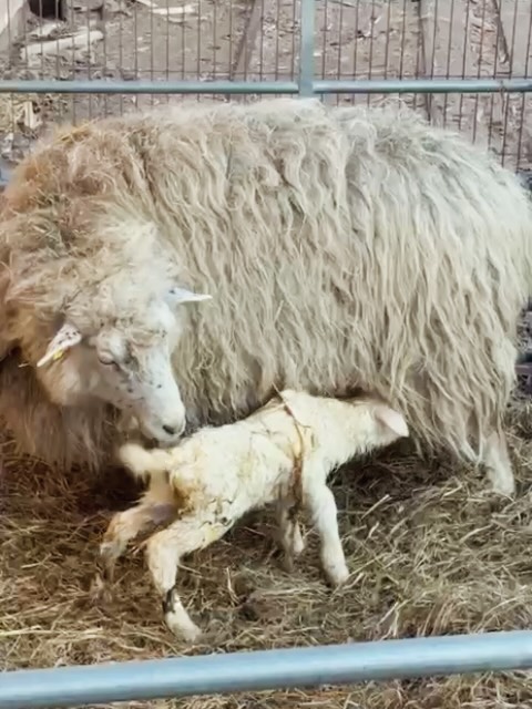 Mit den ersten warmen Tagen in diesem Jahr ist nun auch das erste Lamm in unserer Herde geboren. Willkommen 🤗 💛