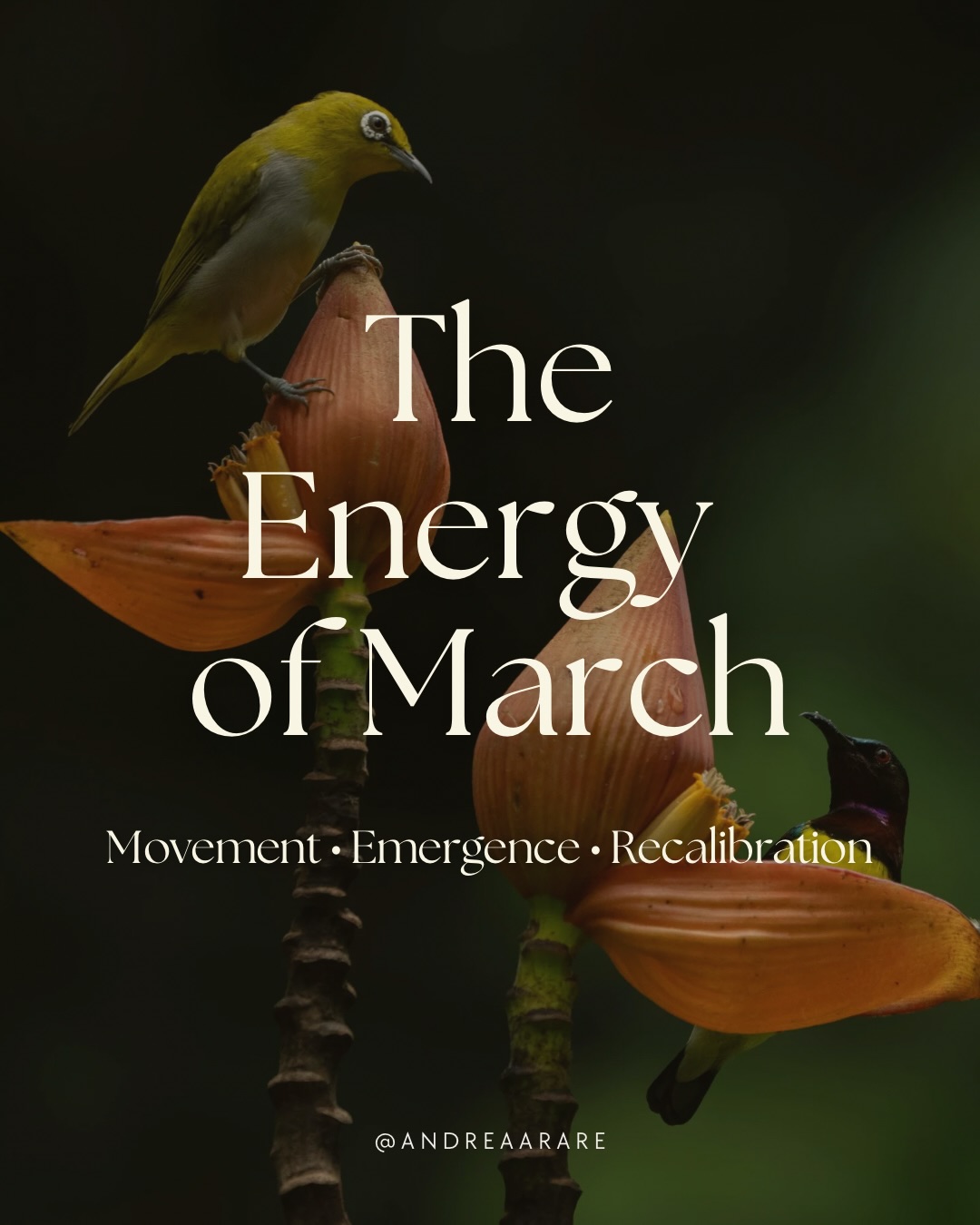 March carries the energy of transition.
You may feel more awake. More emotional. More ready.
And at the same time… not fully clear.
This is the intelligence of the season.
As daylight increases, the nervous system receives cues to mobilise. But true growth doesn’t come from forcing expansion. It comes from grounding into it.
March invites gentle recalibration:
What is emerging?
What needs to be cleared?
What wants to grow with intention rather than urgency?
Swipe ➡️ to explore the energy of this month 🌿
#march #wheeloftheyear #cyclicalliving
