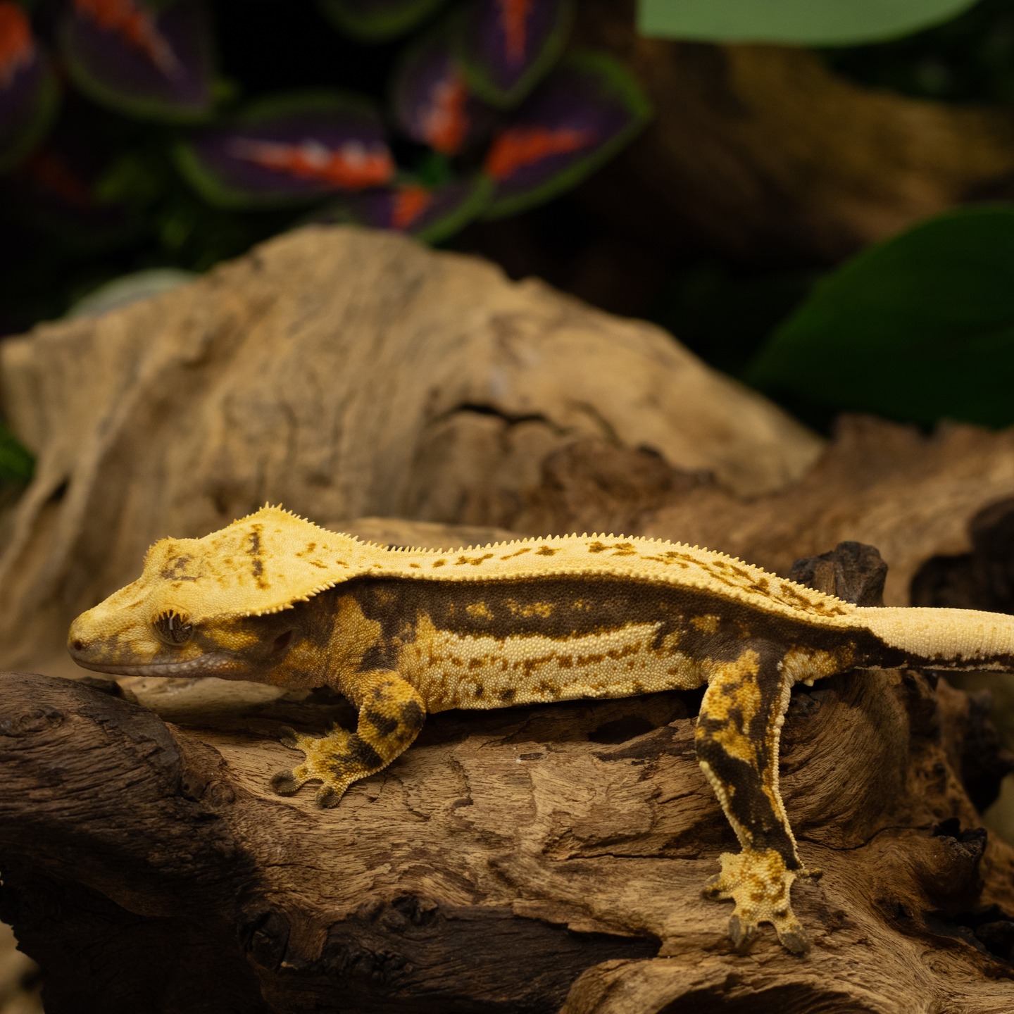 What's your Favorite Crested Gecko Morph, Pattern, or Color? Let us know in the comments!
Check out this absolute stunner of a Pluto X Pea pair offspring! 🔥🔥🔥😍
#crestedgecko #gecko #geckos #reptiles #reptile