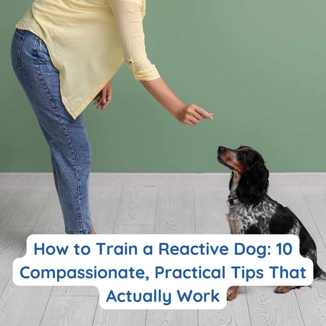 If you’ve ever whispered,
“Why does my dog do this?”
after another barking/lunging episode…
This is for you.
I just published a new guide on how to train a reactive dog — without punishment, force, or outdated dominance advice.
Inside I break down:
• Why reactivity happens
• Choosing treat values
• How to train below threshold
• What to reward (hint: it’s not just obedience)
• How your nervous system affects your dog
Reactivity isn’t a personality flaw.
It’s communication.
And when you focus on what your dog is feeling, training changes completely.
Read it at the link in my bio.