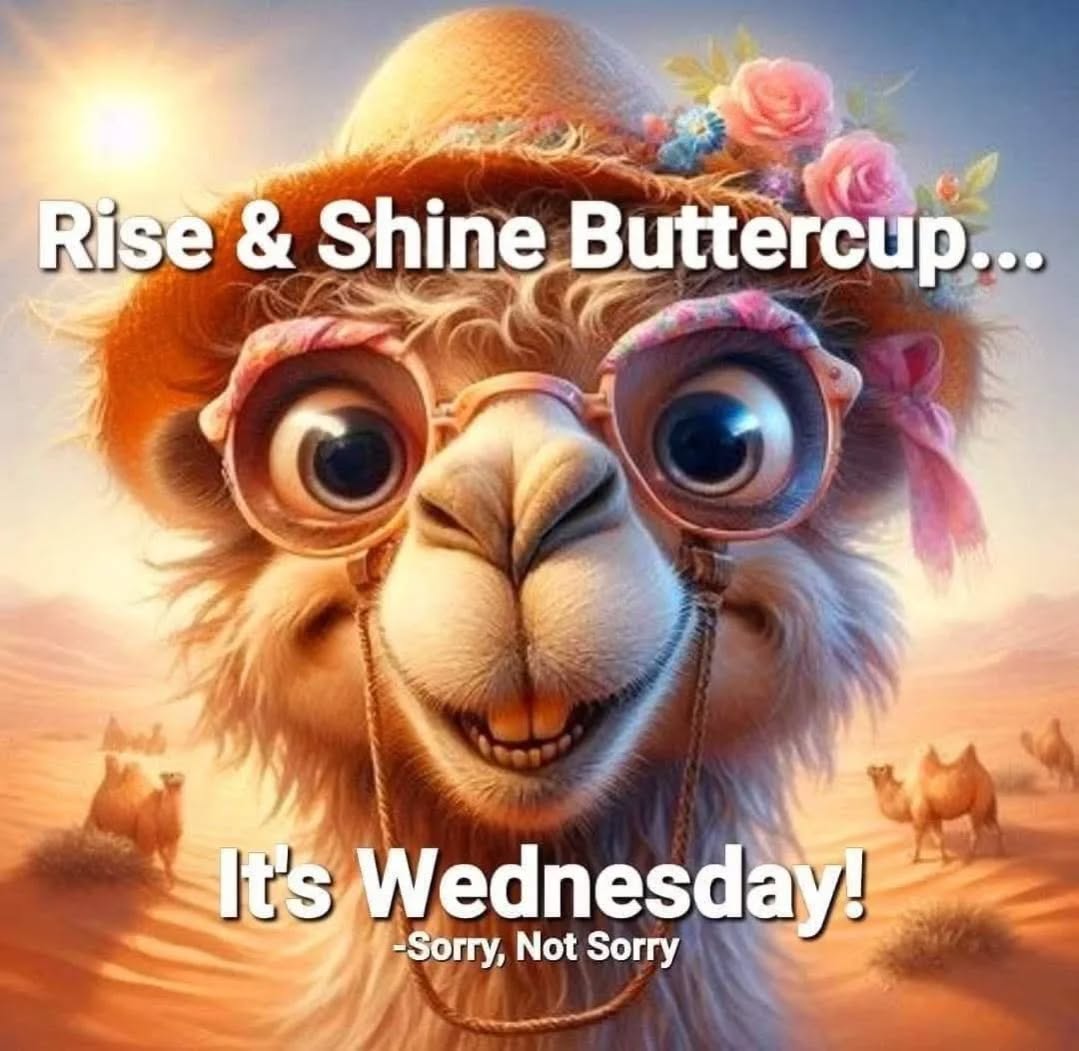 Happy Wednesday ✨️