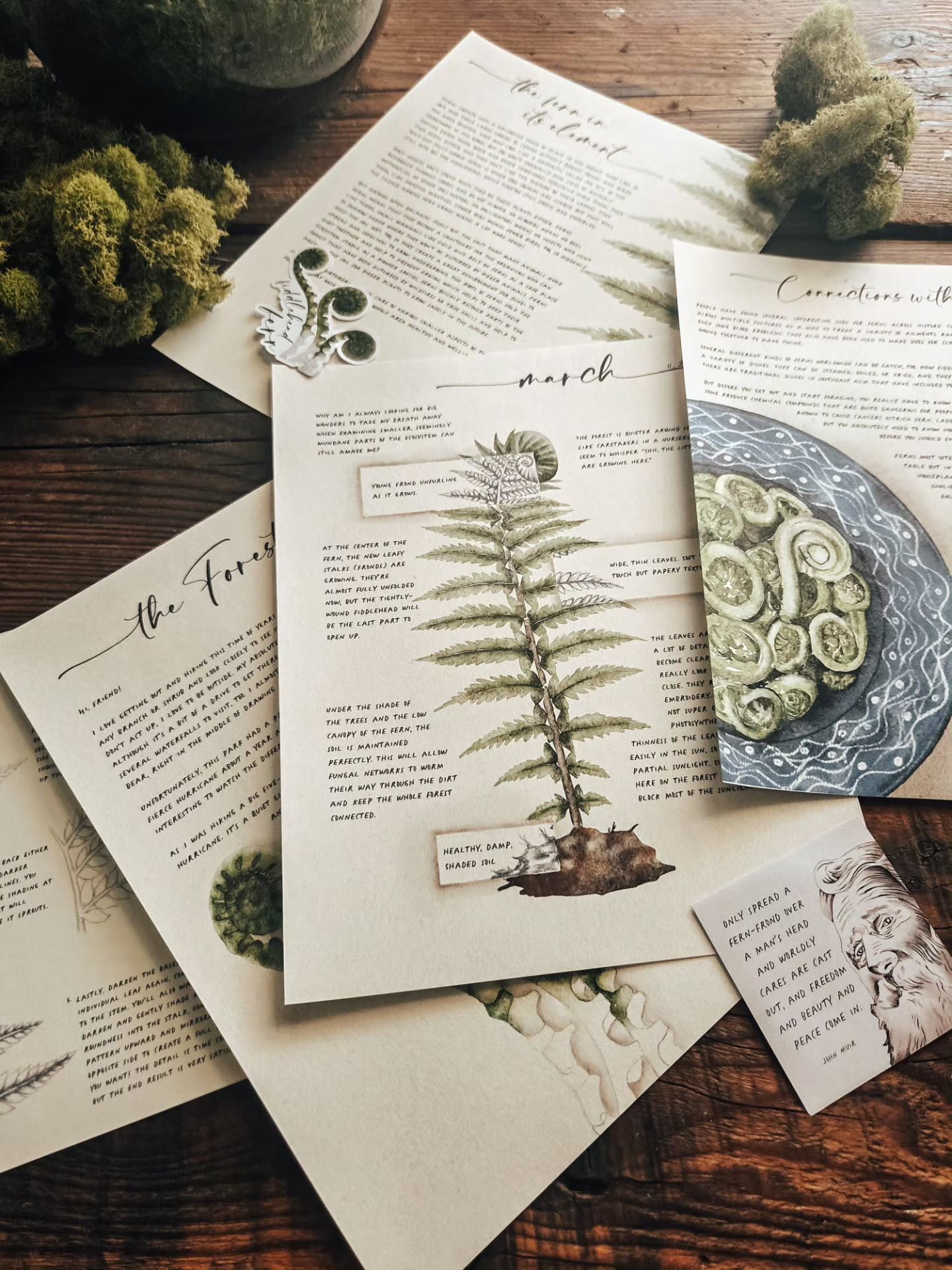 In this month's field journal, Rowan heads back out hiking to see the new spring growth and finds a natural nursery of ferns growing in an area affected by recent wildfire and a hurricane. It's wonderful to find a spot of growth and newness where so much has been damaged.
Along the way, we'll explore how ferns interact with their environment and how humans have made use of ferns for cooking!
Sign up for a subscription to The Field Journals to read all about this amazing plant and to follow along with all of Rowan's nature discoveries!
As always, we would be grateful if you shared our artwork.
Love and light to all. 🌱🌟