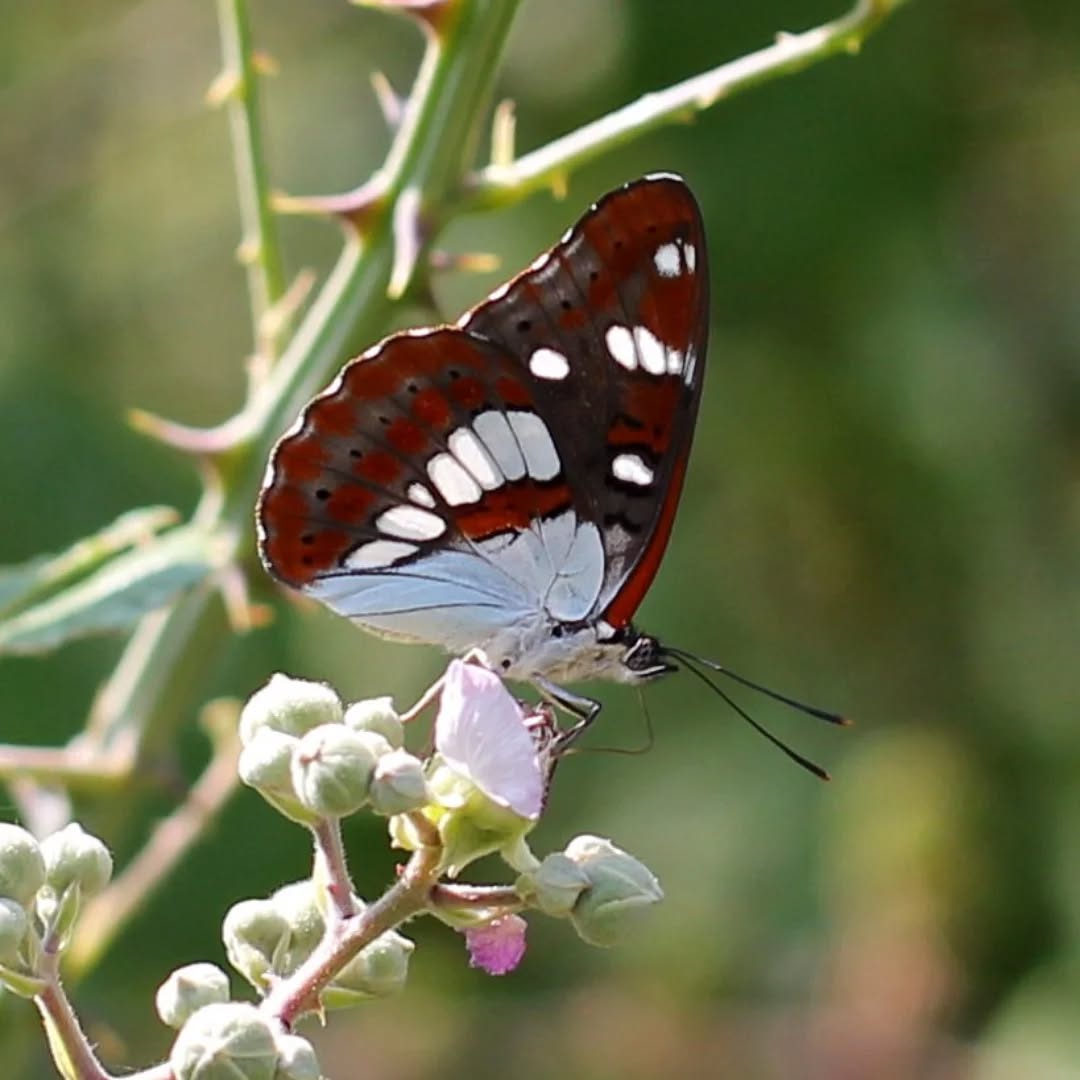 A white admiral butterfly.
#islandwildlife #kefaloniawildlife #greekwildlife #guidedwildlifewalks #butterfly