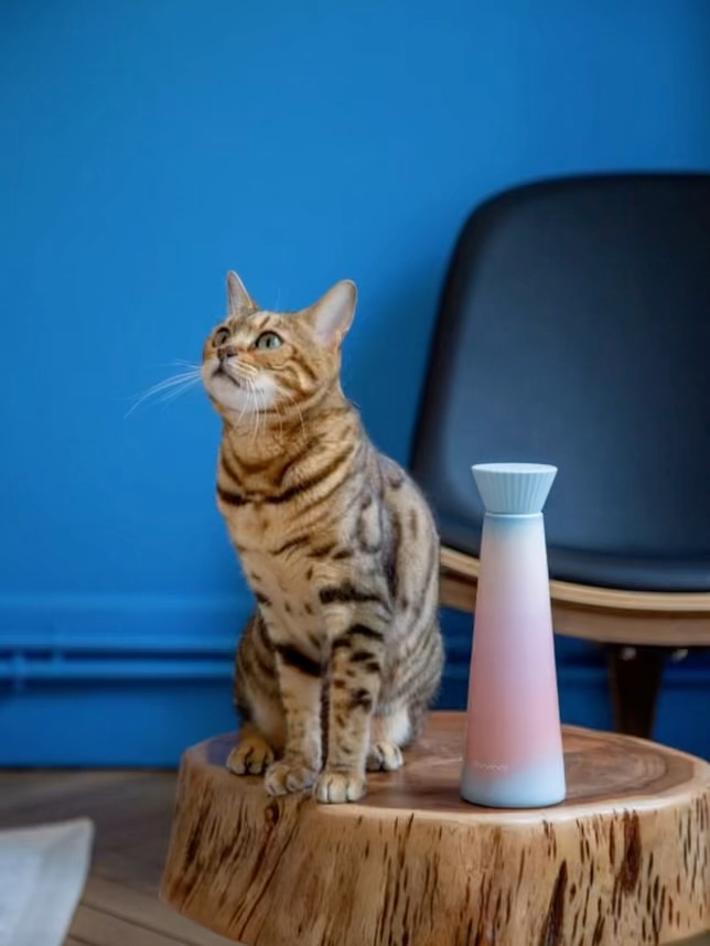 🌊 Les gourdes isothermes @swimibottle arrivent en boutique ✨ et, on avoue, on a pas résisté à l’IA 🤣
Si, comme Minou 😸, tu aimes l’eau bien fraîche… tu vas adorer les gourdes Swimi 🤍
Designées à Paris par Alexandra David, elles gardent tes boissons au froid pendant 24h et au chaud pendant 12h.
Un design unique, un bouchon en gomme facile à dévisser, même les mains mouillées, un joli coffret cadeau : bref la gourde parfaite en balade, à la salle ou au bureau.
Disponible en 500 ml, 35 €
Coloris : Sunset 🌅 et Moonlight 🌙
📍 À retrouver chez Inspiration Concept Store, 12 rue de Sèze, Lyon 6