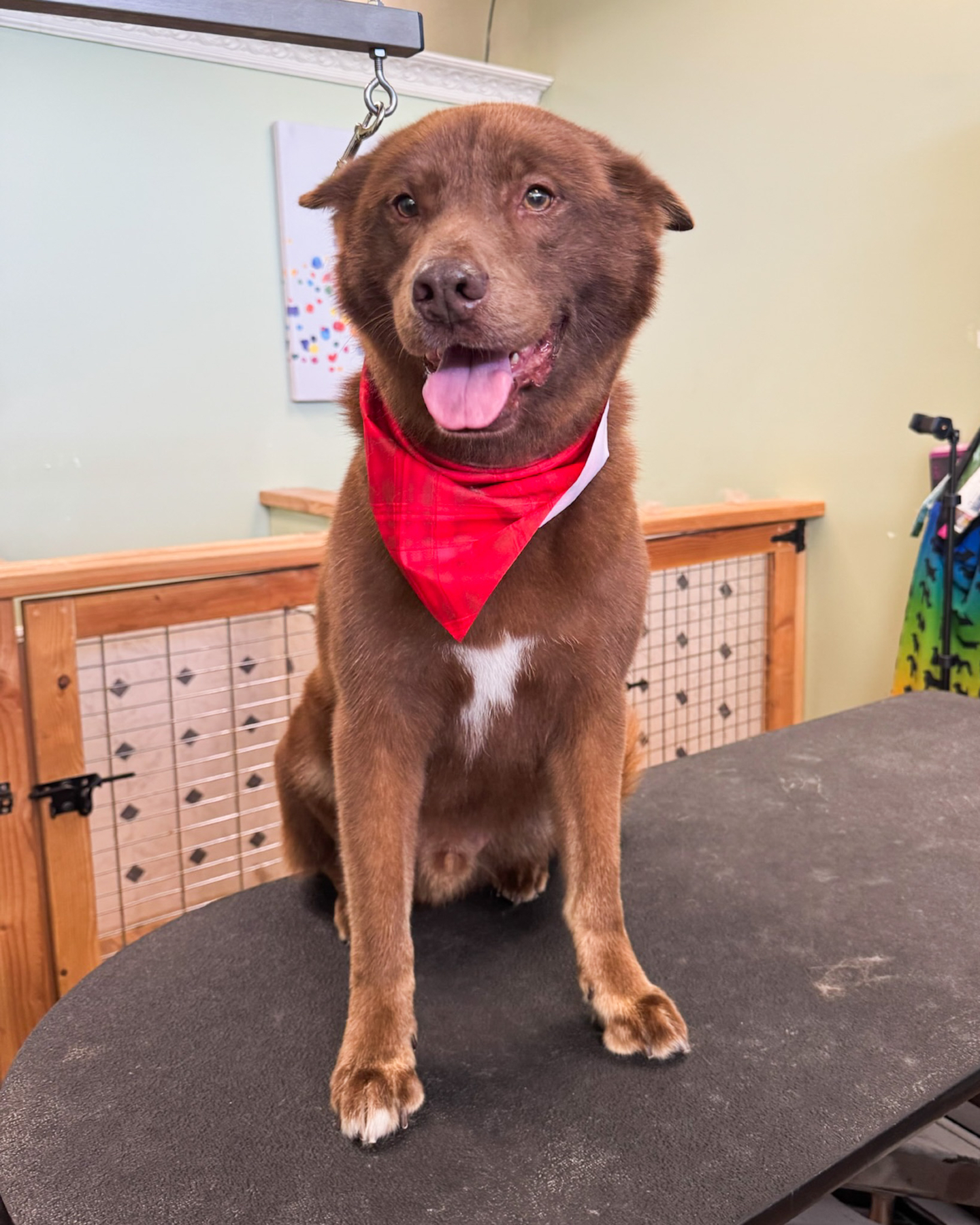 Winter coat change is no joke!! 😱
As a groomer, there is canine confetti around us all the time, a mix of hair and dander flying everywhere. It is so important to protect ourselves from inhaling all of that and stay as far away from developing groomers lung as we possibly can!
Thanks to the @thebighairnet we were able to keep this snowstorm contained in the net, and leave the real snowstorm to the weather outside!🤣