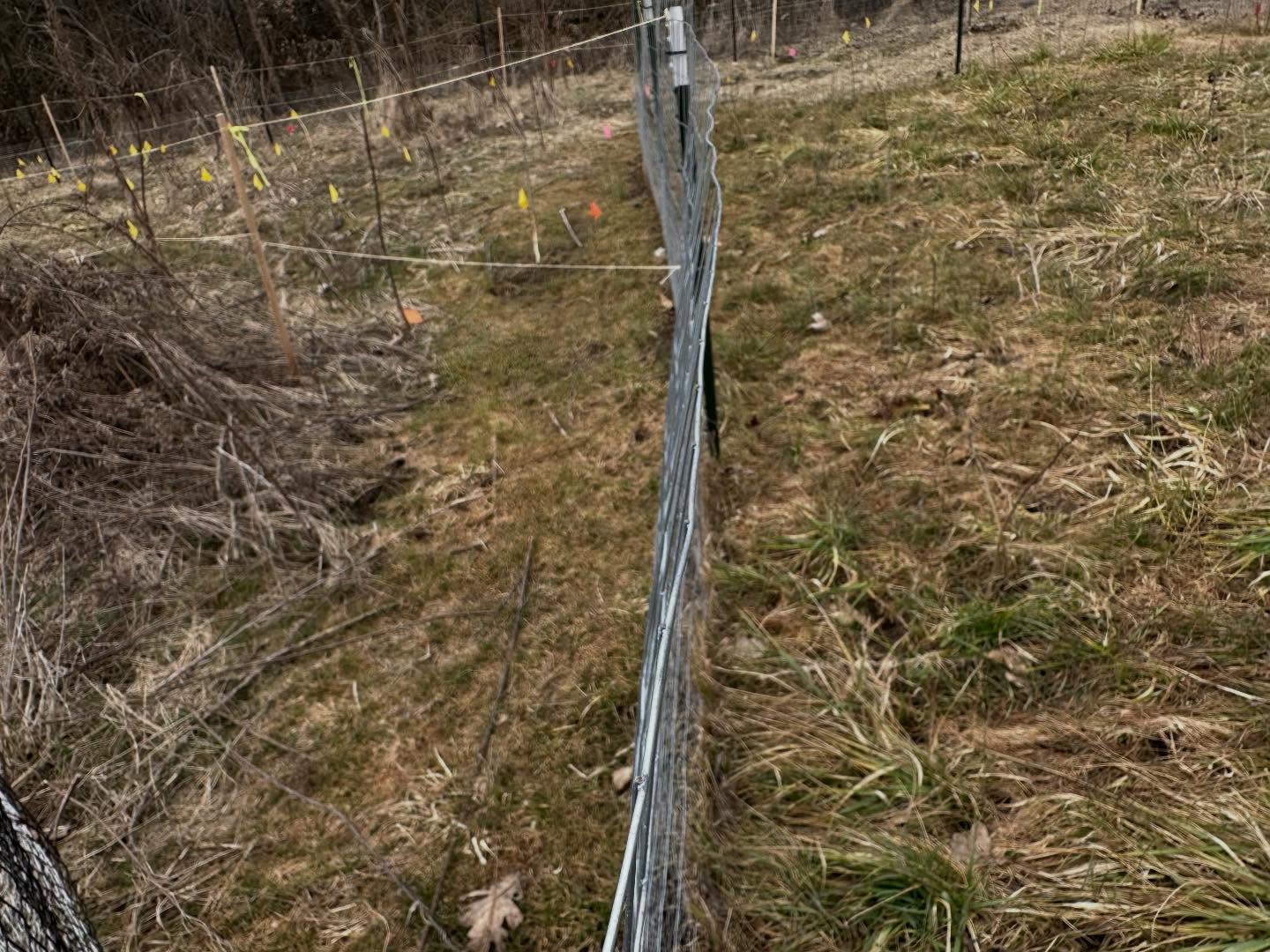 Check out our cluster forest compared to a less managed plot of more recently planted trees. The grass is much different between the two, and the plants on the plot with the more recent trees are missing a lot of their buds. Any guesses on why?? (there’s a little hint somewhere in this post!)