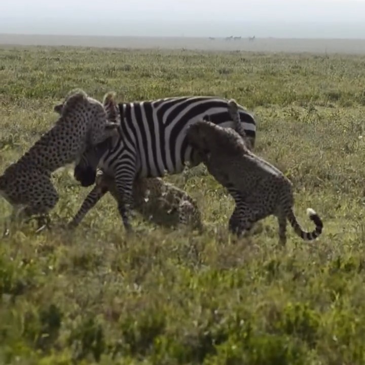 #exploreourearth #earthexpedition #wildlifeperfection #predators #expedition #planetearthexpedition