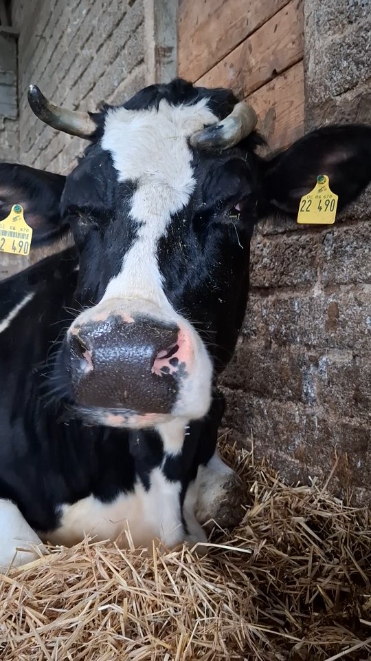 Annelie 🤍🦄
.
.
.
#Hofmomente #FederherzLebenshof
#kuhliebe #momentegenießen
#vergangenheithintersichlassen