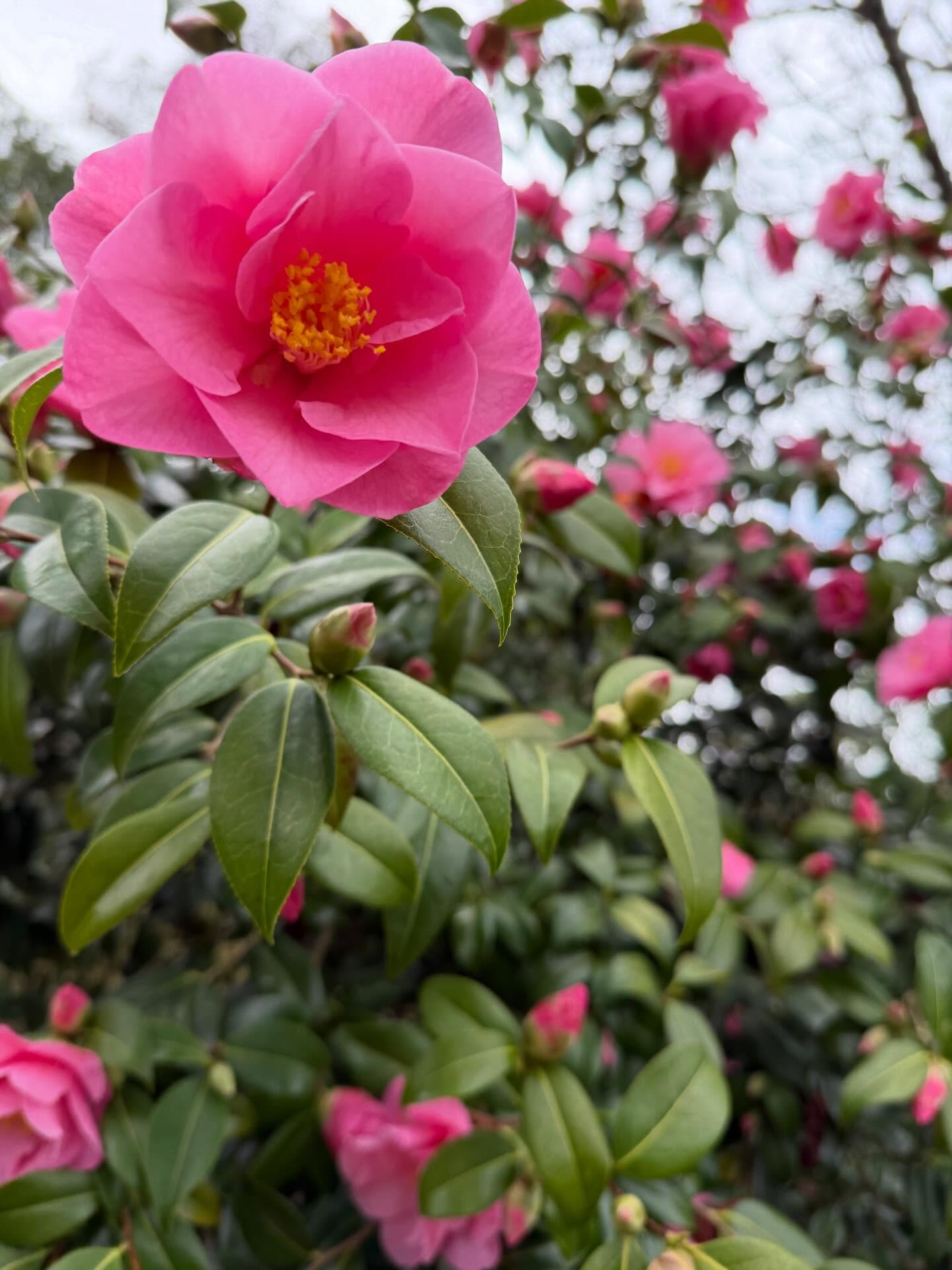 ☀️🌸💕🌼🌷