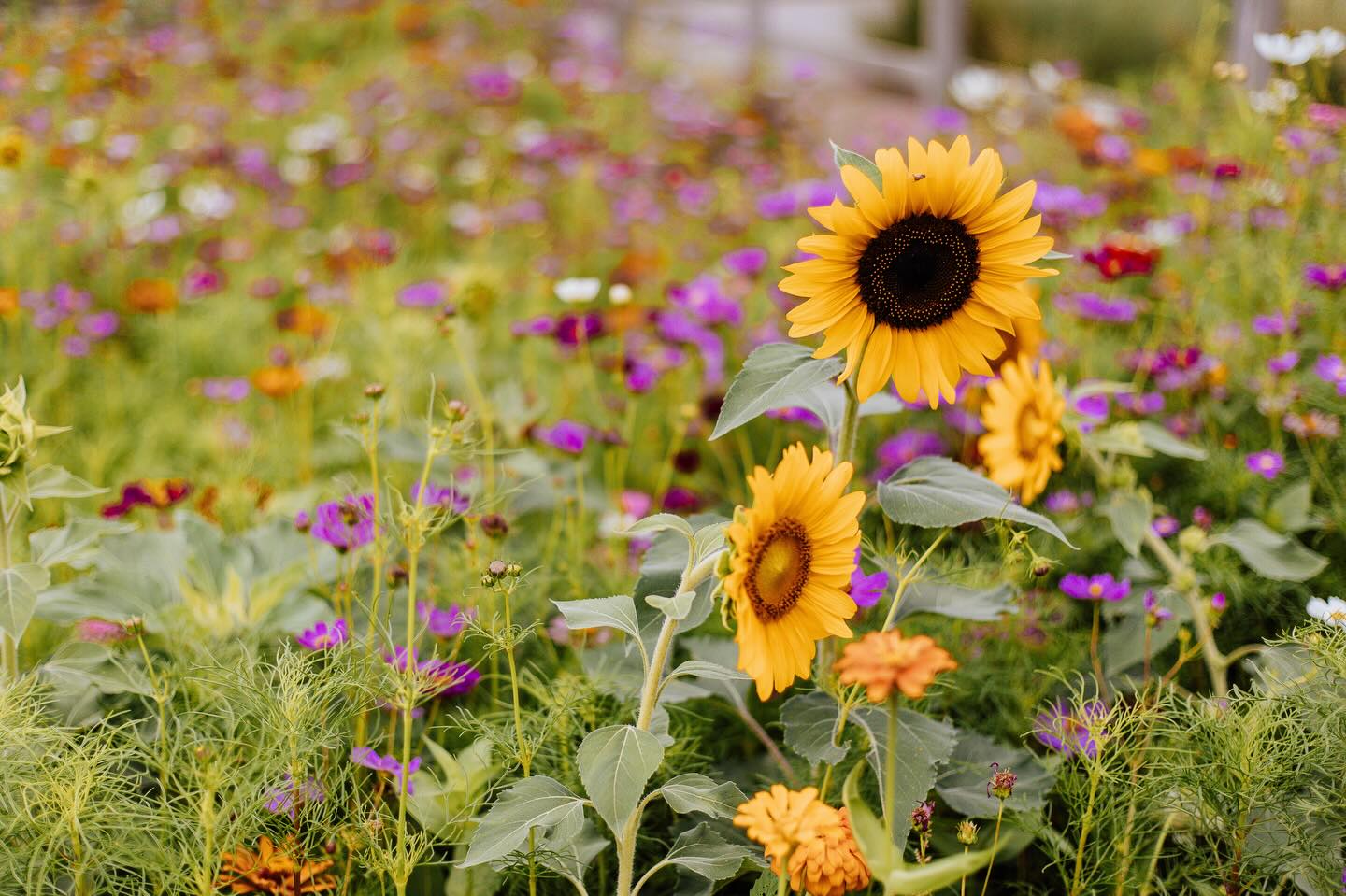 Who’s ready for spring?! I am! Here’s all the things you need to know for the next few months:
✨Wildflower minis are available to book NOW!
✨Prom sessions available for booking
✨ Graduation minis coming soon too!
✨ Facelift on the website
Wildflower minis will be one day only in April with limited availability. If you are wanting them, be sure to book now! Link is in the bio and link tree.
#texaswildflowers #dallsphotographer #richardsonphotographer #dallasminisession