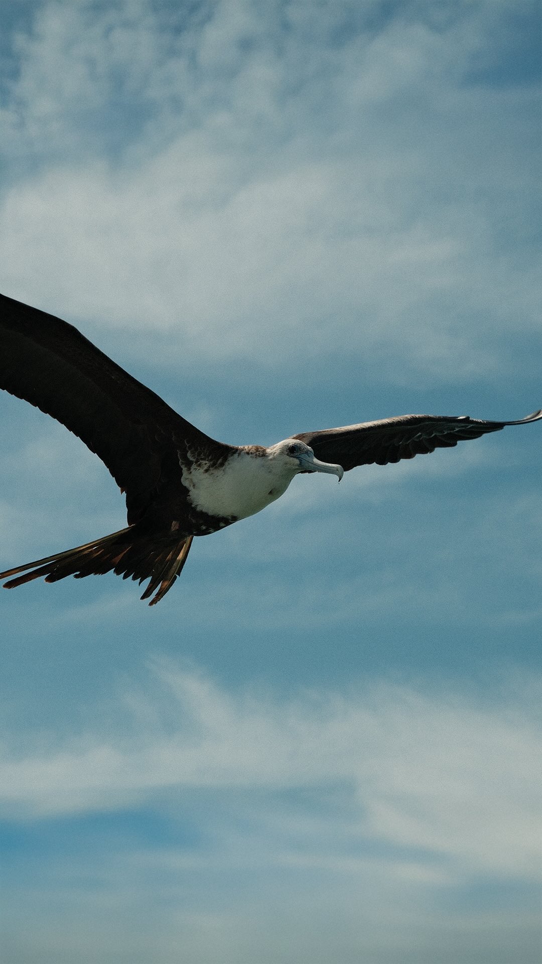 On the Edge of the Blood Moon 🌕
Tonight we stand on the threshold of a powerful Lunar Eclipse. Tomorrow, March 3rd, the Full Moon rises as a Blood Moon in Virgo.
A Blood Moon is not mystical for aesthetic reasons. It is powerful because it is an eclipse. The Earth moves between the Sun and the Moon, and the light shifts. Symbolically, this is interruption. Revelation. Realignment.
Eclipses expose what has been running quietly beneath the surface.
Virgo governs the body, our habits, our nervous system, our work, our daily rituals, and the systems that hold our lives together. Under this eclipse, anything unsustainable in those systems will feel amplified.
This is not chaos energy.
It is correction energy.
If something feels shaky, it was already unstable.
If something feels exhausting, it was already draining you.
If something feels misaligned, your body has likely known for months.
Virgo is precise. She does not scream. She refines.
This Blood Moon asks: Where can I simplify? Where am I overcomplicating? Where am I trying to control instead of trust?
Eclipse season shakes external systems, yes. But it also recalibrates internal ones. The more grounded you are in your body, the less reactive you will be to the noise around you.
This week is not about pushing forward.
It is about refining what already exists.
Energy to Work With:
• Clean or organize one physical space.
• Adjust one daily habit that drains you.
• Listen to your body before listening to the headlines.
Reflection Prompt:
What part of my daily life is ready to be purified so I can move forward with clarity?
Moon Mondays are the doorway each week to remember the goddess within you.
And under a Blood Moon, she refines before she expands.
#bloodmoon #ixchelwellnessresort #moonmonday #astrology #sanpedrobelize