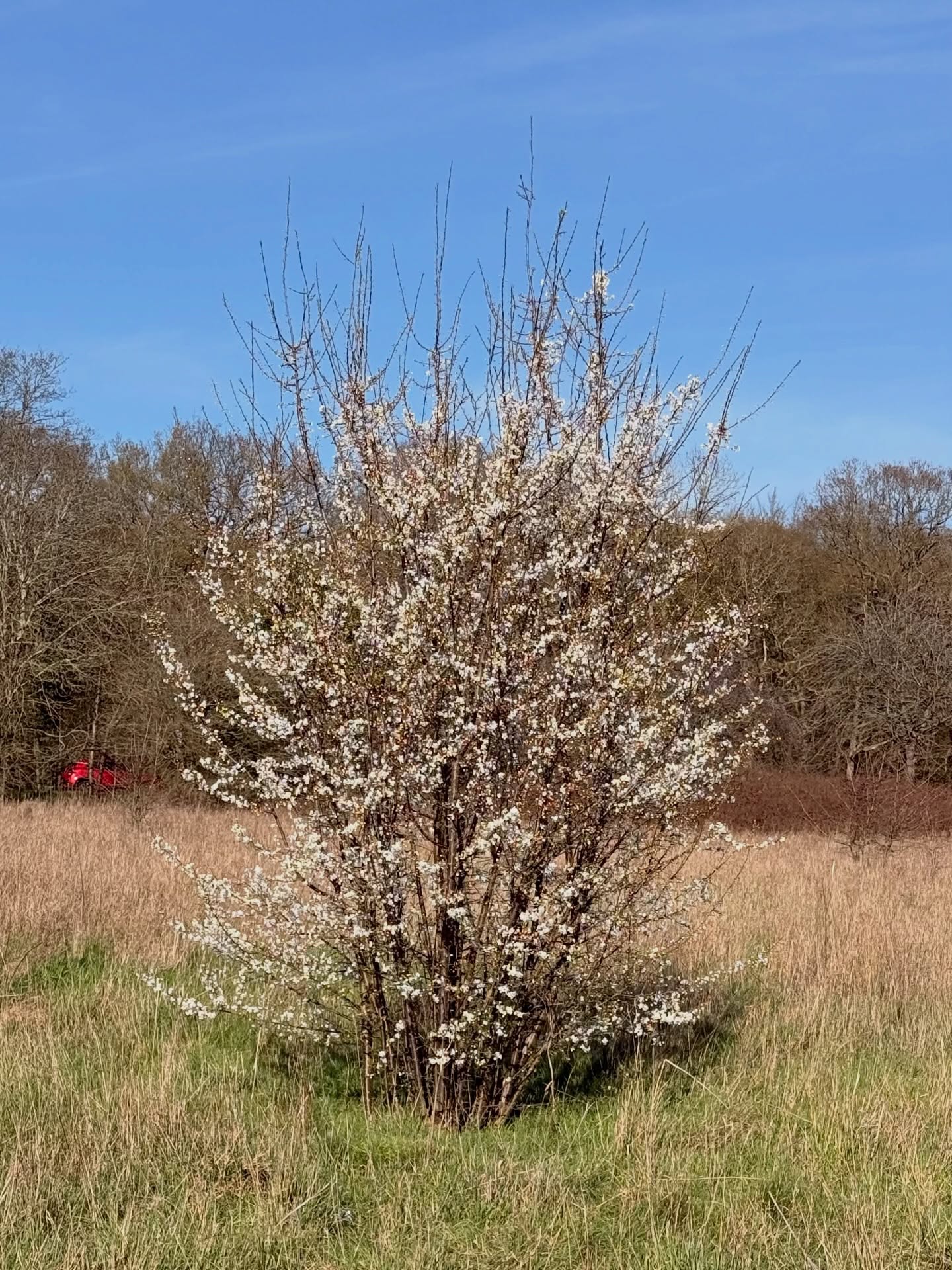 Spring is in the air! 🌸
A solitary tree with blossom in a field, providing lots of food. 🐝
Have you seen any bees yet?
#springhassprung #springblossoms #bees #feedthebees🐝 #blossomtree