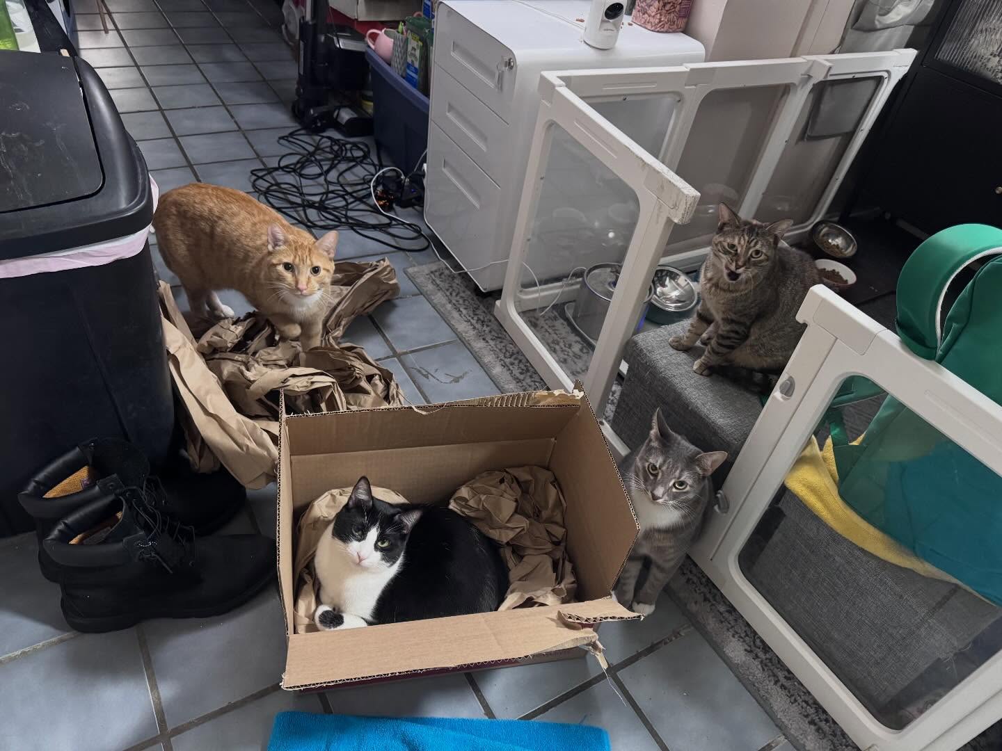 The faces I get when I walk in after shoveling cars, they are like uh mom where the heck have you been? Not allowed to leave the house long on an odd day off apparently I must stay inside to tend to them hahah 😂 #lovemybabies #feralcatrescue #catrescue #brooklyncats #snowdaybrooklyn