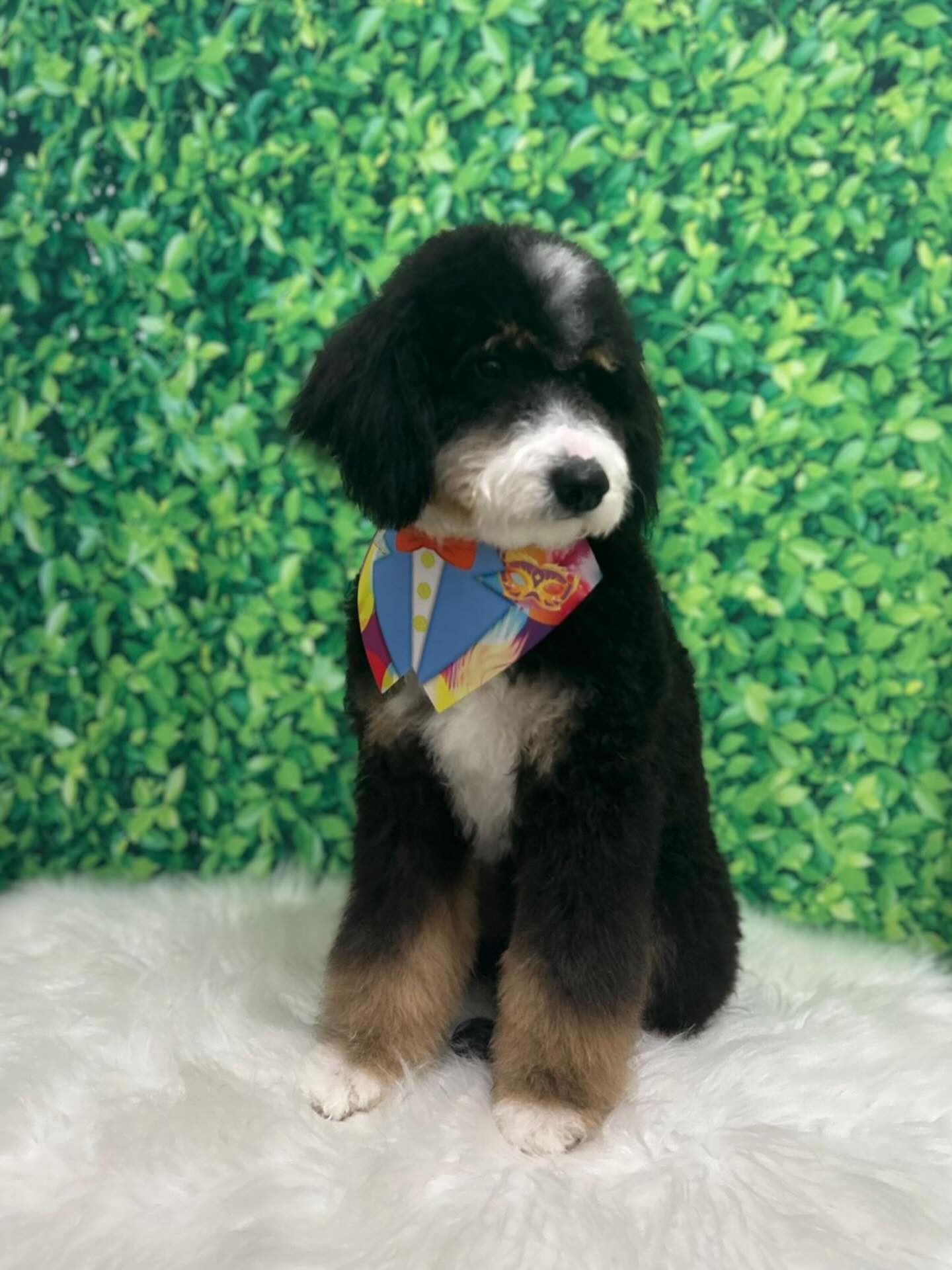 Handsome Boy ❤️ #bernedoodle #puppy #Brazil #pastpuppy #bernedoodle litter.
If you are looking for a bernedoodle like this handsome guy please visit my website staroftheseadoodles.com or text/call 386-247-3573