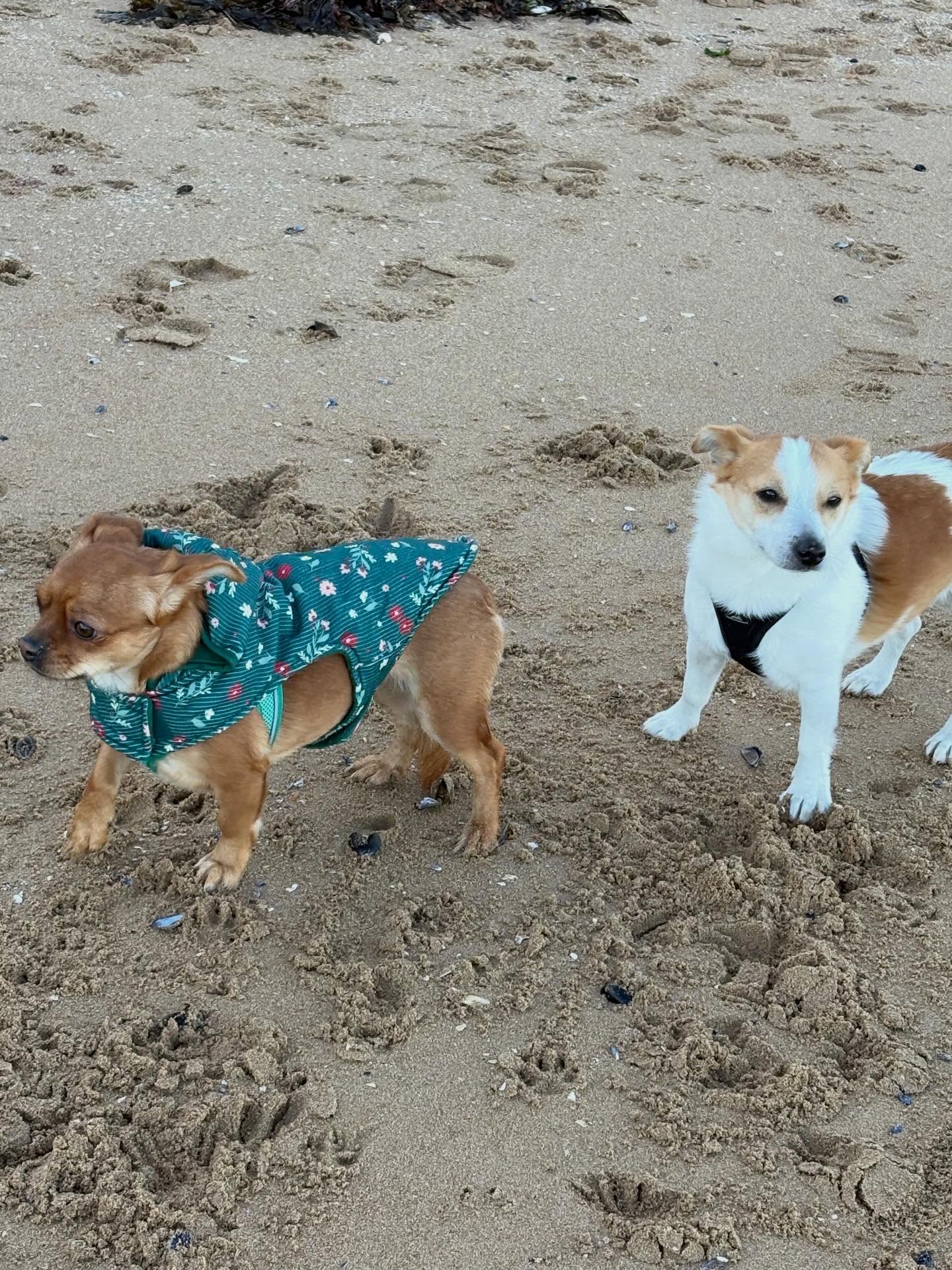 Cindy and her Boyfriend Piglet. They met on a Buy Sell and Swap Facebook page when they were both haggling to buy a 1998 hot wheels collectable set. Little did they know they would fall in love…neither of them bought the set as they were out-haggled by a local hedgehog who works in the textile industry…
