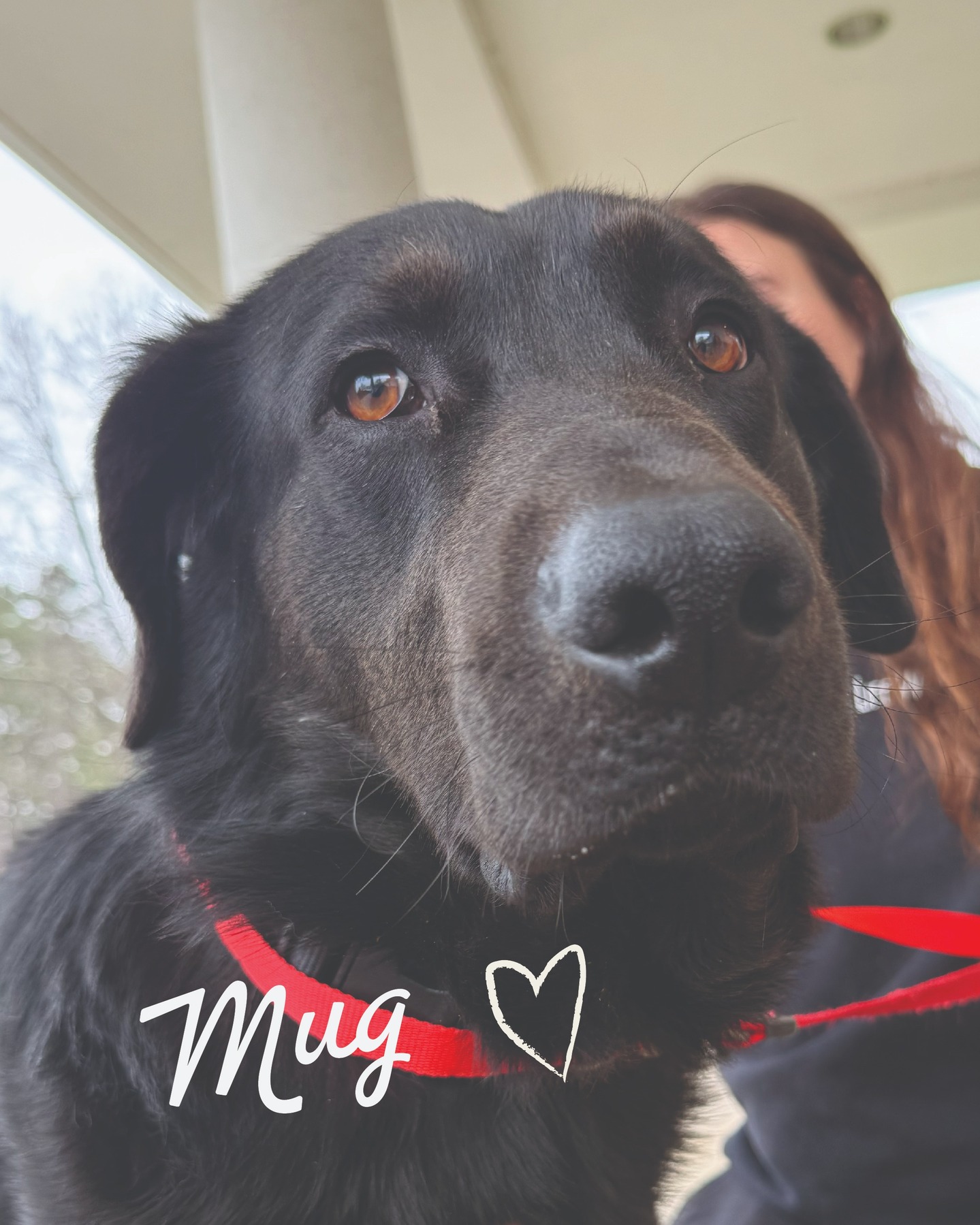 Meet this sweet Mug.
Animal Control reached out to us this week about a dog who needed help fast.
Mug ended up at the shelter after his family was deported. He arrived with two brothers who sadly were already euthanized, and Mug was next at risk.
So we went and got him.
He is about 2 to 4 years old and the gentlest soul. Right now the world feels a little big and confusing for him. Doorways are scary. New spaces make him nervous. But when you walk with him he stays right by your side like a shadow.
Fear is not who he is. It is just what he has been through. Now he finally has time, patience, and a safe place to start building his confidence again.
This is the part of rescue people do not always see. Sometimes it is just getting the call and saying yes before it is too late.
Mug will spend some time decompressing here before he is ready for adoption, but if you would like to learn more about him or give Mug the loving home he deserves, please reach out to us.
#stellasrescue #adoptdontshop #rescuedog #wsnc #dogrescue #secondchance #shelterdog #rescueismyfavoritebreed