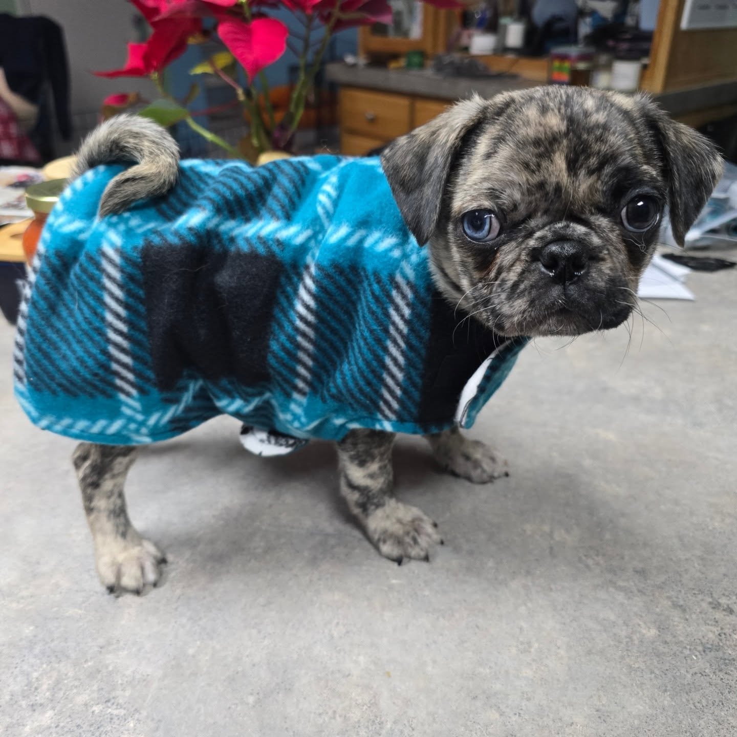 I use to make simple, reversible sweaters a lot... I still have a few currently made. Ive had this tiny one made for about 5 years and finally had someone who can wear it 🤣
Meeko looks great in blue! 😍