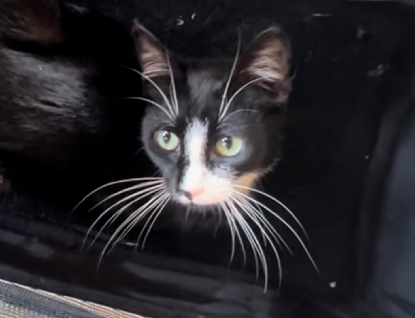 Ze kreeg vandaag haar naam โ ๐จ๐บ๐ถ ๐จ๐บ๐ถโ ( zeg maar gewoon Oemi Oemi ๐).
Hawaรฏaans voor โsnorhaarโ en daarmee doet ze haar naam mรฉรฉr dan eer aan ๐ป