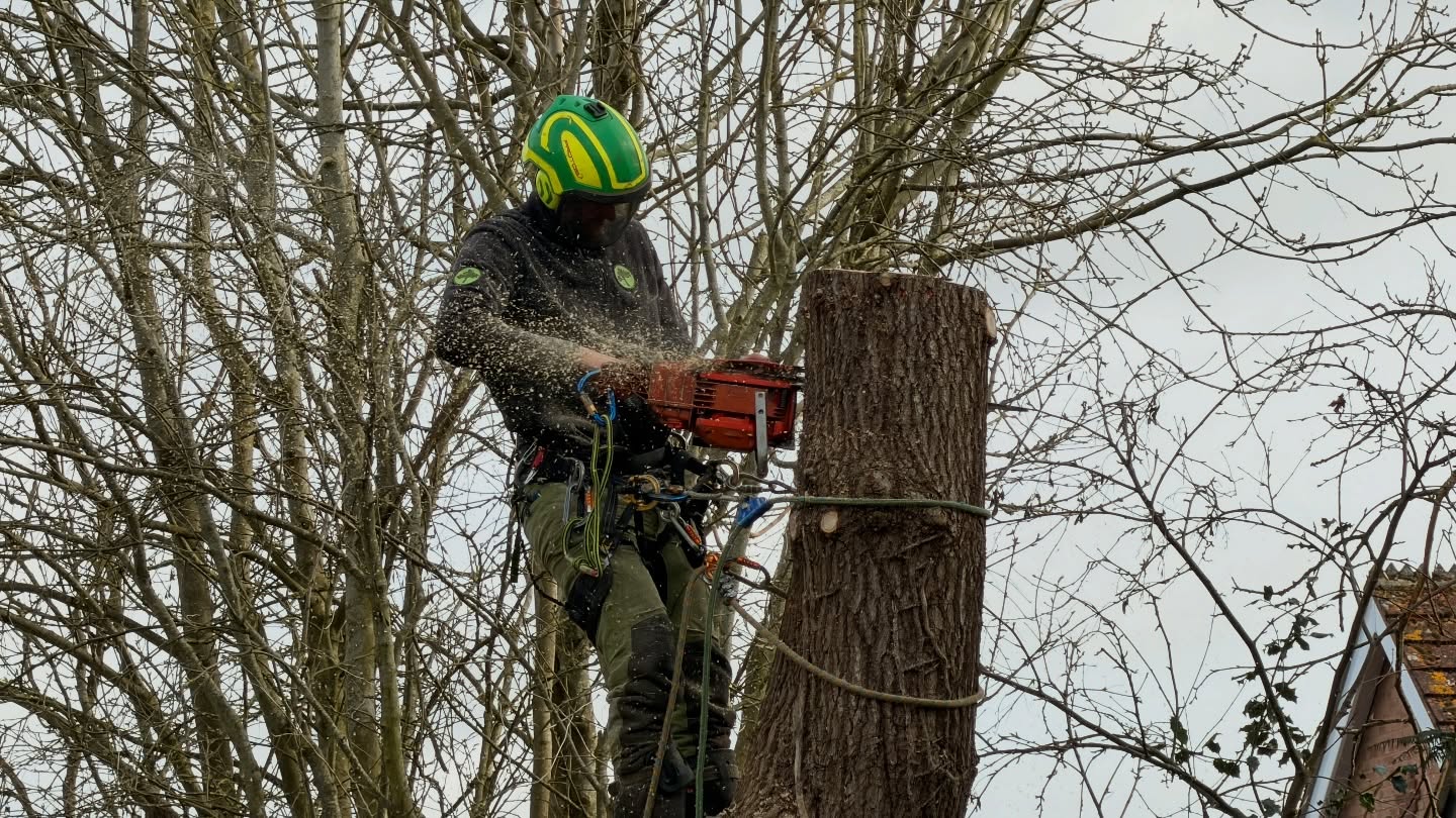 Monday chop 🌳💪
Today’s job was taking down this Oak tree as it had started interfering with the customer’s house and causing damage. As it was protected, we made sure to get the green light from the council before carrying out any work ✅
Never a decision taken lightly, but safety and protecting the property comes first.
We dismantled it carefully using a lowering line for the brash and logs, as there were a few obstacles in the drop zone. Everything was brought down in a controlled and safe manner 👌
All chipped, logged and taken away — we’ll get the wood processed soon 🪵
Another tidy finish to start the week off right 💪
#MJBGroup #OakTree #ProtectedTree #TreeRemoval #ArboristLife SafeWorking