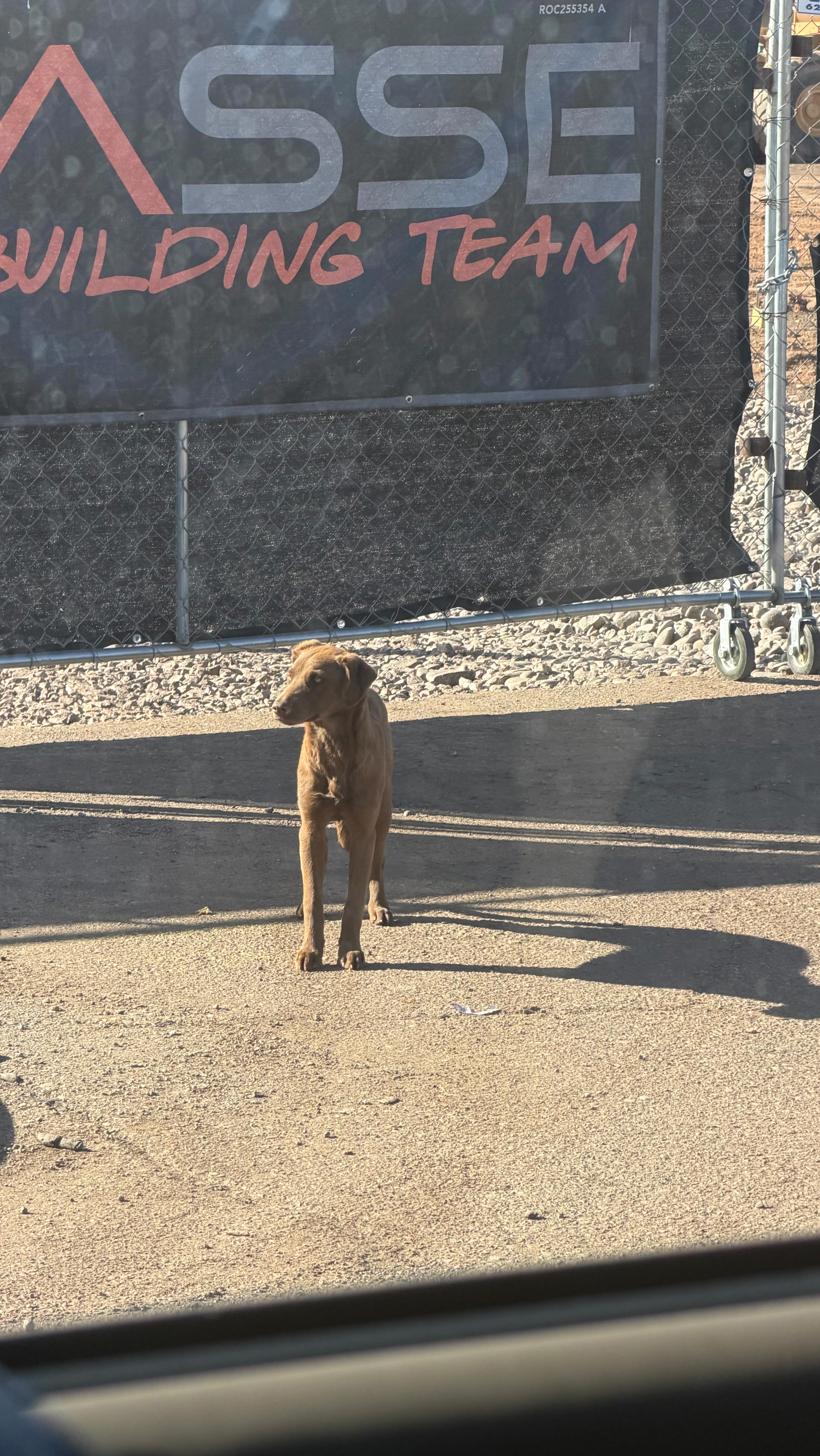 When we saw her terrified on the side ramp of the freeway, terrified of everything around her and everyone trying to help her, we knew it wouldn’t be long until she lost her life. So, we dropped everything and went. Stay tuned
.
.
.
.
#savethestreetdogs