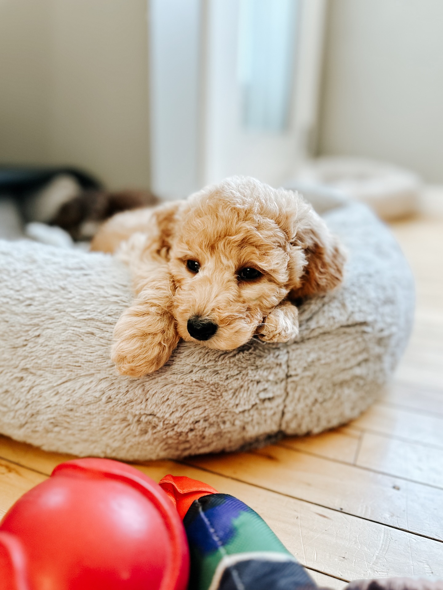 it’s the last day of february 🐾 something tells me next month is gonna be one to remember…🥰
🇨🇦 Calgary, AB • ROCKYLEGENDDOODLES.com
Mini English Goldendoodles • Aussiedoodles • Double Doodles