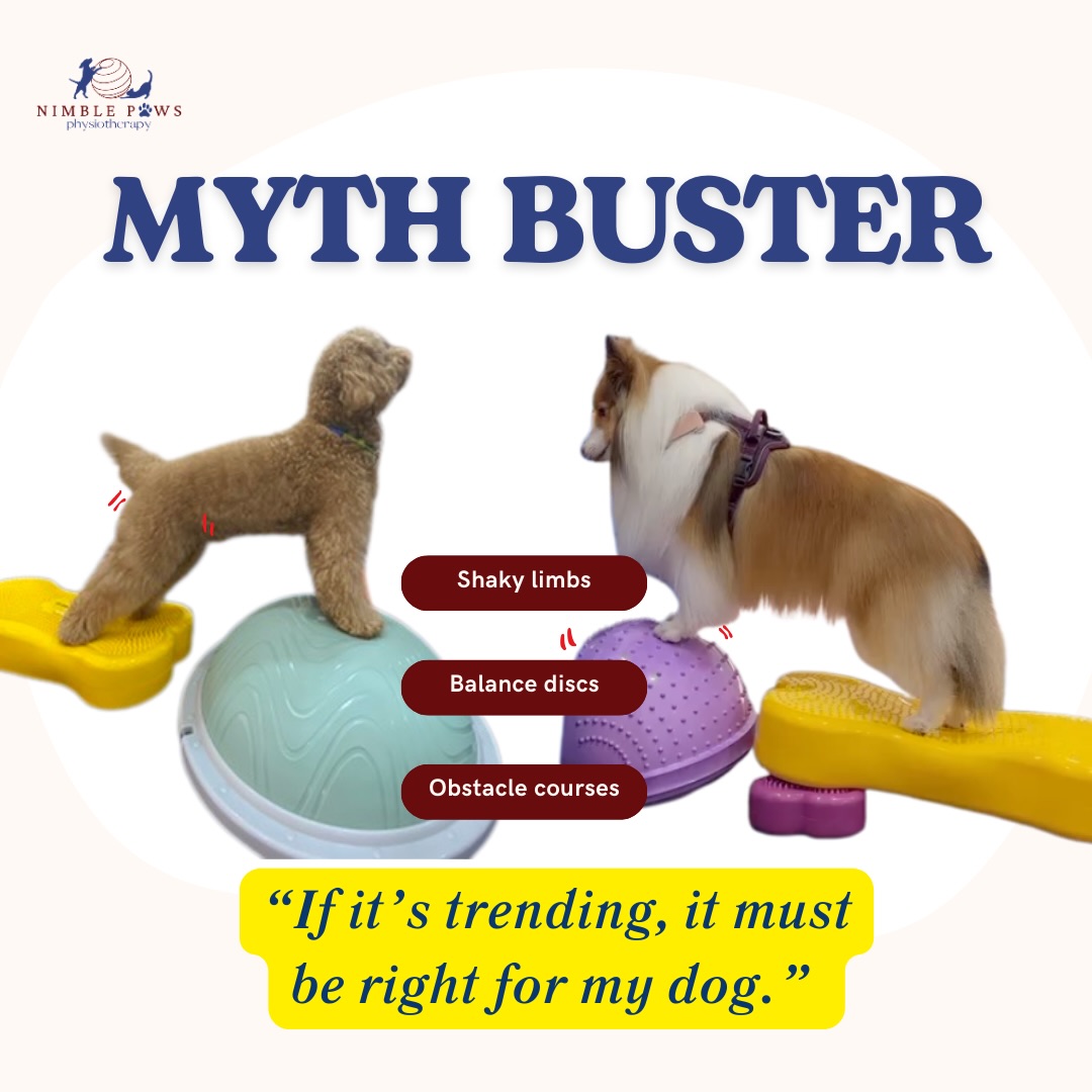 Progression is about readiness, not novelty‼️
Before adding inflatables, circuits, or unstable surfaces, we look for indicators that tells us their readiness for the task.
That includes:
- Trunk stability
- Hip and shoulder control
- The ability to manage load without rushing
- Confidence engaging with the equipment itself
Without these foundations, harder exercises often reinforce compensation rather than improve movement quality.
It isn’t about doing more, or what’s cool. It’s about doing better.
Quality always comes first! 💪🏻
#nimblepaws #movementmatters #caninerehab #dogphysio