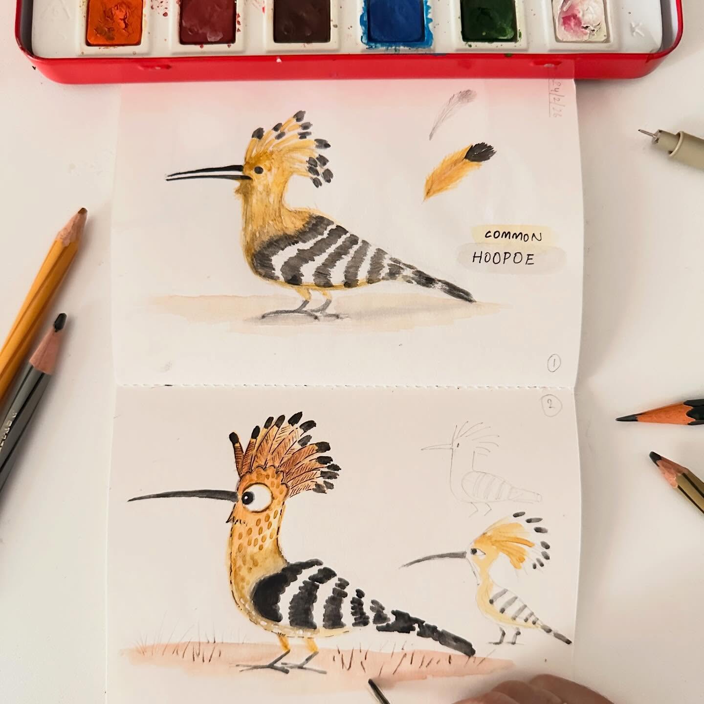 I’m certain there are atleast 10 other ways I can have fun drawing the Hoopoe’s “head gear” and stripes 😌
#birdillustration #commonhoopoe #birding