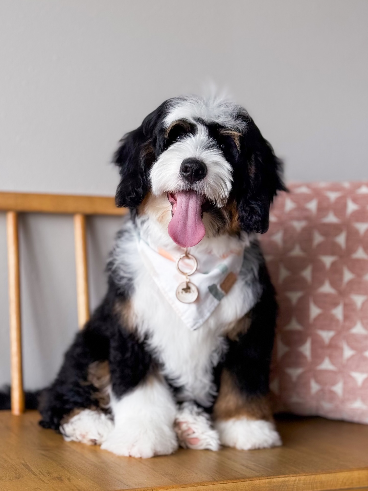 Today is a big day for our future mama hopeful, Story ๐
She headed home with her amazing guardian family, and while itโs always a little bittersweet to see one of our girls leave our care full-time, this is exactly the life we dream for them. A couch of her own, a family to call hers, and all the love in the world.
Sheโll be back with us intermittently over the next year to complete her health testing and make sure she is everything we want in a future mama (sound in structure, wonderful in temperament, and thriving in every way). We take this process seriously because our goal has always been to produce puppies who are healthy, well-adjusted, and set up for long, happy lives.
If all goes as planned, youโll see her beautiful puppies arriving in 2027 โจ For now, she gets to just be a puppy, soak up family life, and grow up the way every dog deserves. We are so grateful for guardian homes who make this possible and who love our dogs as their own.
We currently have a few guardian home spots open, and you can learn more and apply on our website.
Ideal guardian families:
โข Live within a reasonable driving distance of us (1 hour from 52649, IA)
โข Have a fenced in yard, and no other intact dogs on property
โข Are committed to keeping the dog intact and following our care guidelines
โข Are comfortable with scheduled visits for health testing, breeding, and whelping
โข Provide excellent routine vet care, nutrition, training, and daily enrichment
โข Communicate well and are flexible during breeding timelines
โข Treat the dog as a permanent member of their family
Guardian homes are such a special part of our program. They allow our dogs to live full family lives while helping us continue to produce exceptional puppies ๐พ