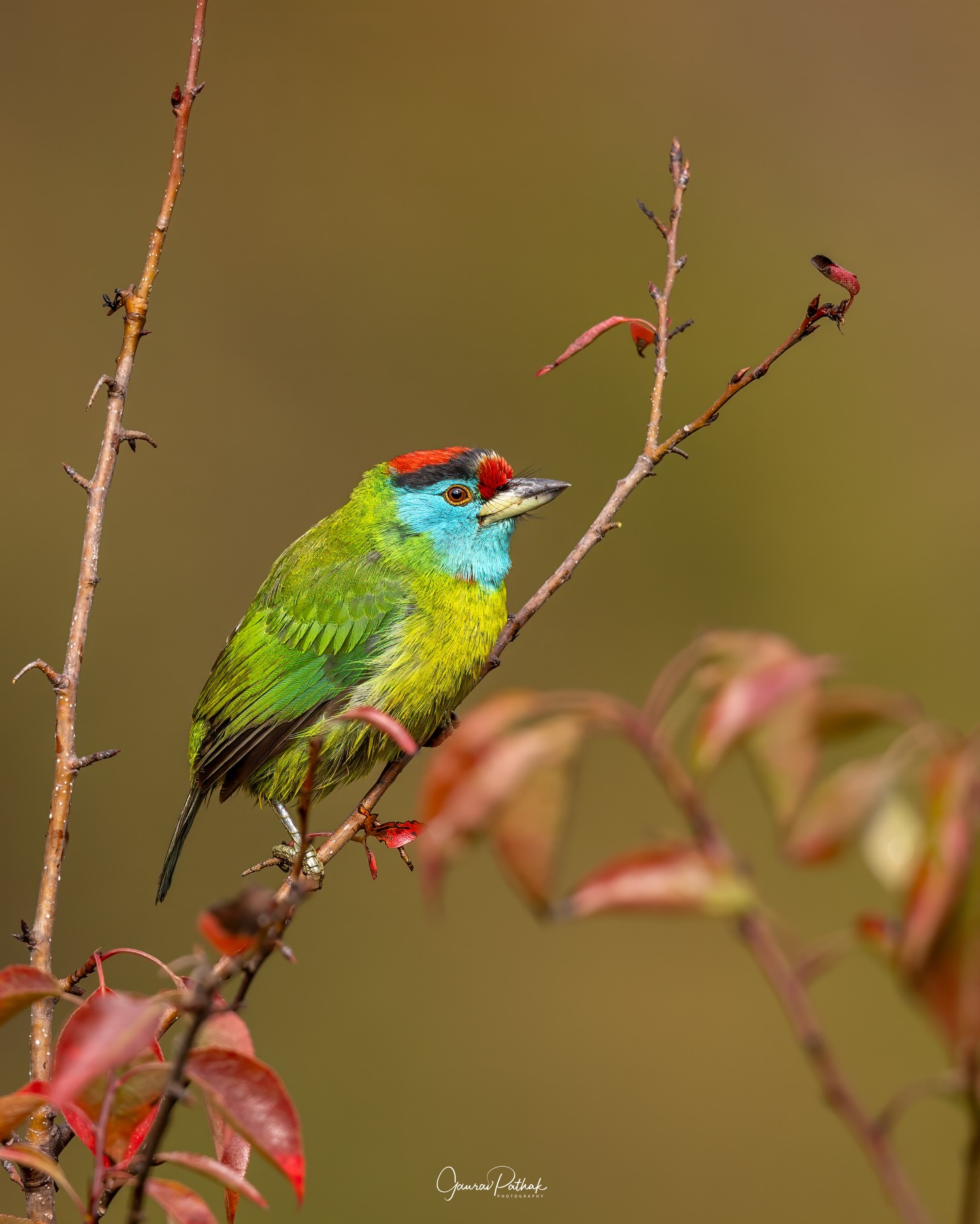 Nature doesn’t need a palette. It creates its own.
From electric blues to burning reds, from subtle earth tones to impossible greens - every feather carries a celebration of colour. Holi reminds us that vibrance is not something we add to the world; it already exists all around us, if we pause long enough to notice.
May your life be as bold as a kingfisher, as radiant as a sunbird, and as full of joy as spring in the wild.
Wishing everyone a very Happy Holi. 🌸
All pictures shot on #canon
#happyholi #coloursofnature #canonasia #birdphotography