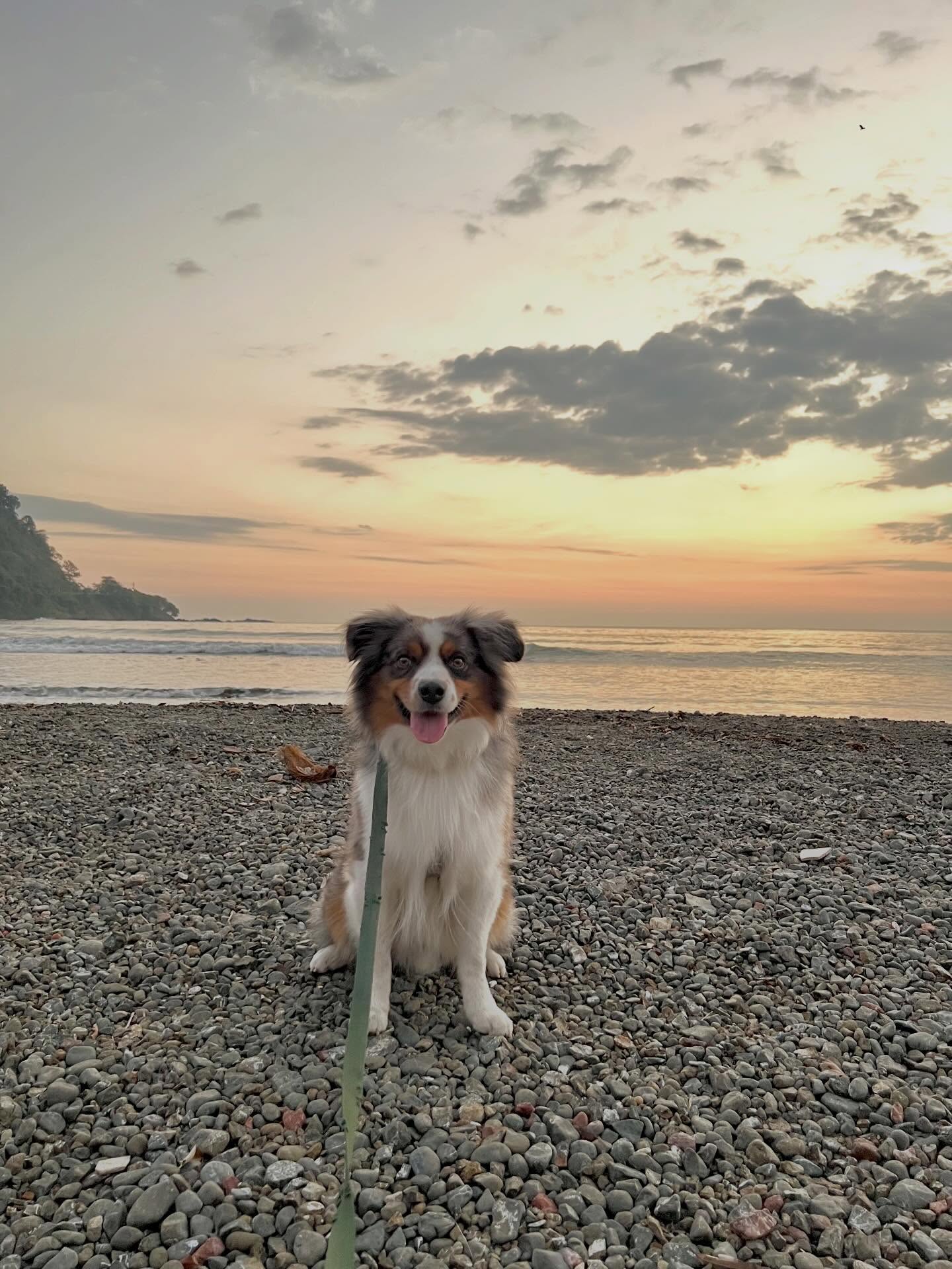 Bansky passed away the morning of Monday February 23rd. He was 4.
A few weeks ago he was diagnosed with colorectal cancer and underwent surgery to remove a malignant tumor from his colon. The carcinoma was localized, in situ, so his prognosis was hopeful and I expected many more years with him.
Unfortunately many complications followed the surgery that he would not be able to recover from. I made the difficult decision to choose to end his suffering out of deep love and let him go 💔
Bansky was my first baby.
An incredible, intelligent dog who taught me so much about myself and showed me how to love unconditionally.
I’m grateful for how our relationship evolved, especially over the last year, and that we grew a deeper trust in each other as I became more attuned to his needs and advocated for his space.
He was a priority in my life that was so suddenly taken away from me, and I’m now left with beautiful memories of our time together 🐾
My shadow, my bff, an irreplaceable piece of me.
I’ll be crying for a long time.
Part of me doesn’t want to be seen outside bc people will ask me where he is, and I will start sobbing.
Another part of me knows there’s no alternative except to shed tears and let everyone else who loved him also grieve.
I take comfort in watching videos of him, knowing he brought so much joy to our lives, and that Bansky and I were brought together for a reason, even if for a short time.
I’ll meet you at the beach bunny baby 🕊️