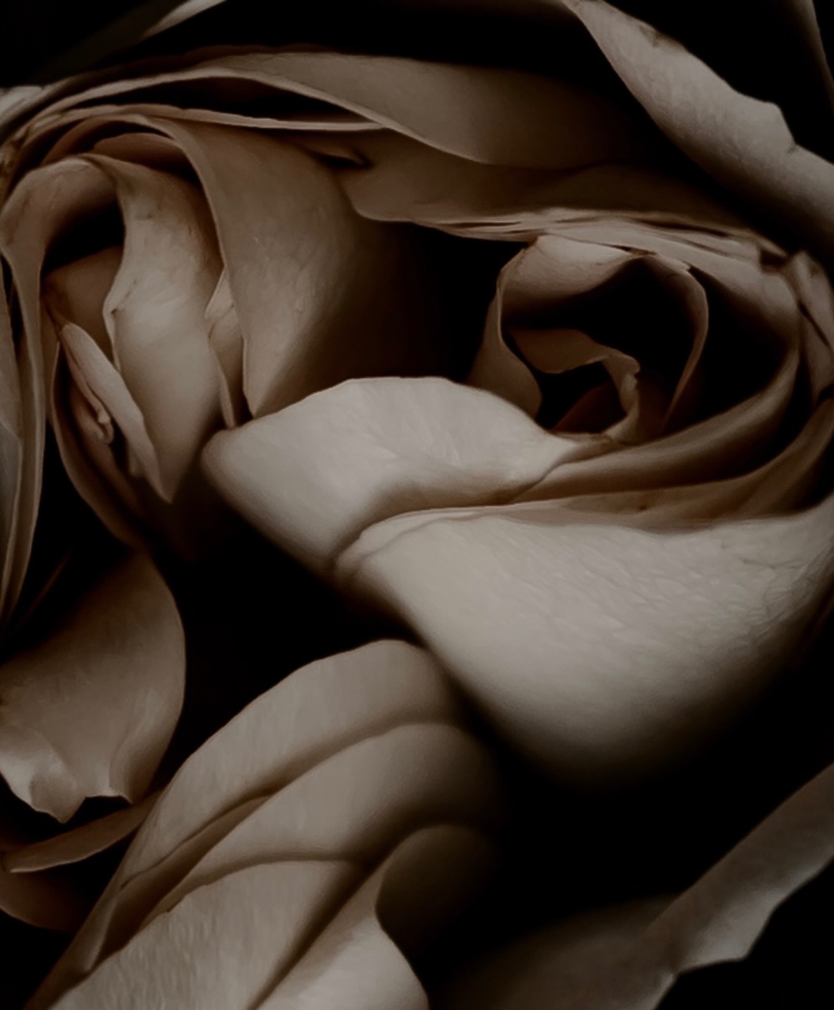 There’s a kind of beauty that only reveals itself when you slow down.
In the curve.
In the shadow.
In the in-between.