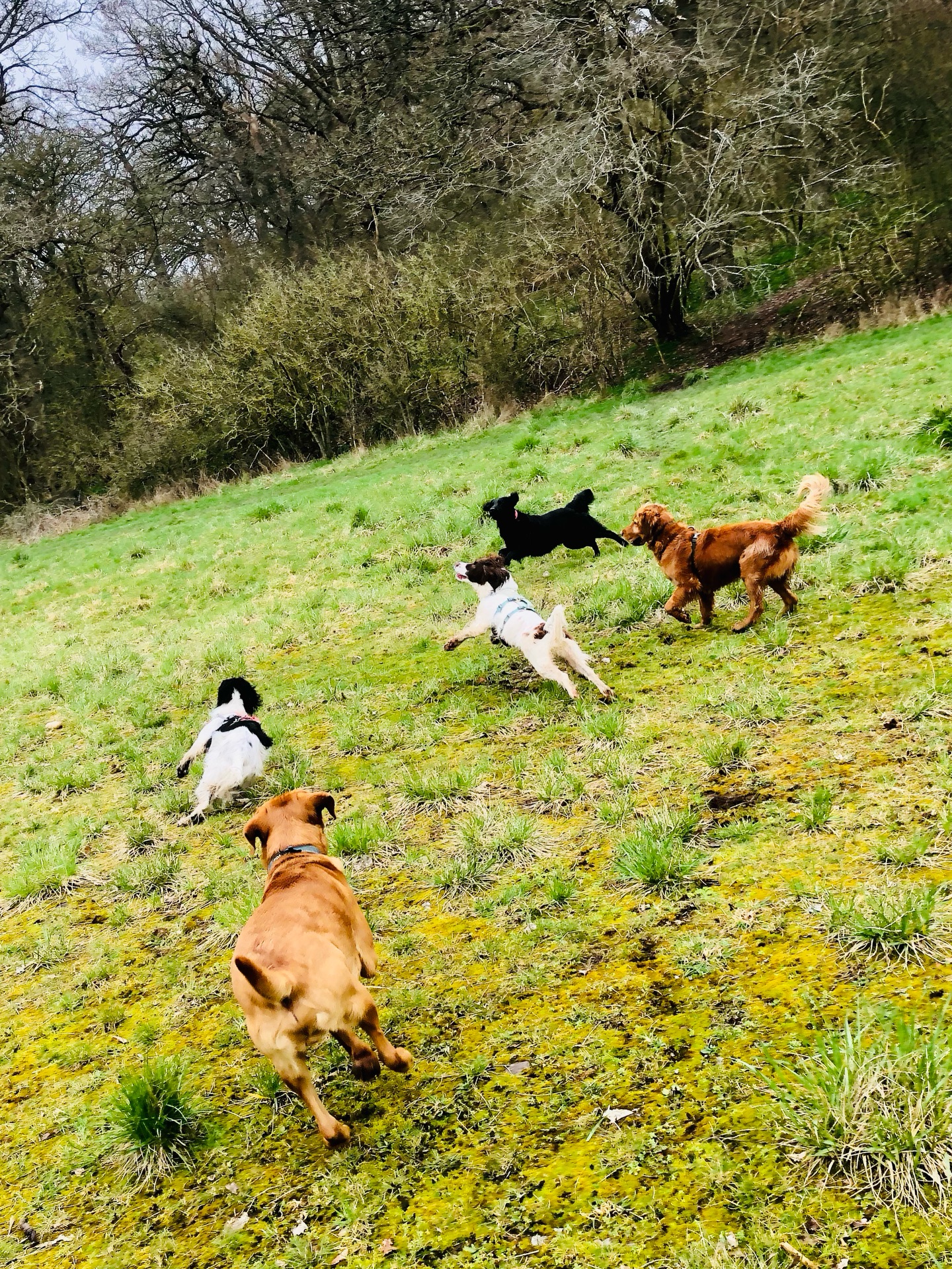 Friday fun! 😍🐾🤪
If your dog would like to have a walk with us then contact us at www.ardendogwalking.co.uk and check out our half-day experience.
#ullenhall #tanworthinarden #hockleyheath #henleyinarden #dog