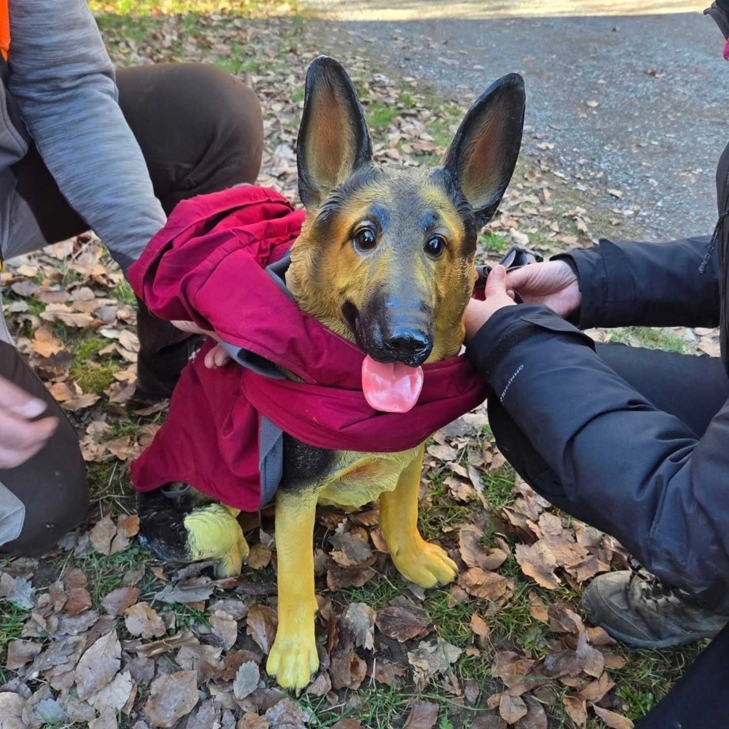 ✨ La semaine passée, c’était 5 jours de stage
intensif 💥🐾
Une immersion complète dans une formation en training thérapeutique 🧠💛
Aux côtés de @unefilleparmileslouvettes et Marion 👩👦✨
Toujours en quête d’apprendre 📚
Toujours envie d’évoluer 🌱
Toujours motivée à vous proposer le meilleur 💪
Parce que se former en continu, c’est vous offrir :
🐾 des techniques encore plus adaptées
🧘♀️ un accompagnement respectueux des émotions
💡 une meilleure compréhension des chiens sensibles
❤️ un travail centré sur le bien-être
Chez PilPoil, on ne s’arrête jamais d’apprendre 🔥
On évolue, on ajuste, on affine… pour toujours placer le bien-être du chien au cœur du travail 🐶💖
Hâte de vous partager tout ça sur le terrain 👣✨
#formationcontinue #bienetrecanin #educationcanine #mantrailingtherapeutique #pilpoileduc