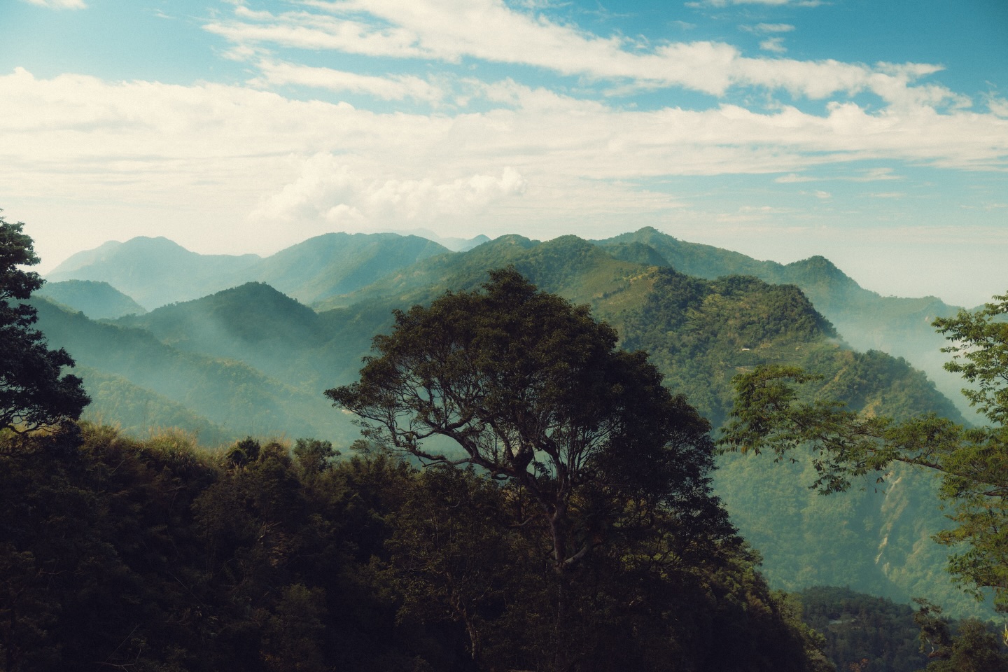 If life was a studio Ghibli film..☘️🍃
🧭you can find tea plantations across the beautiful mountains of Alishan 阿里山, Taiwan! It’s where they grow the famous Alishan high mountain Oolong tea leaves :’)
Also a place to find my fav dessert- Aiyu jelly with lemon juice!! 我超愛愛玉
.
.
#taiwan #exploretaiwan #taiwanphotographer #alishan #studioghibli